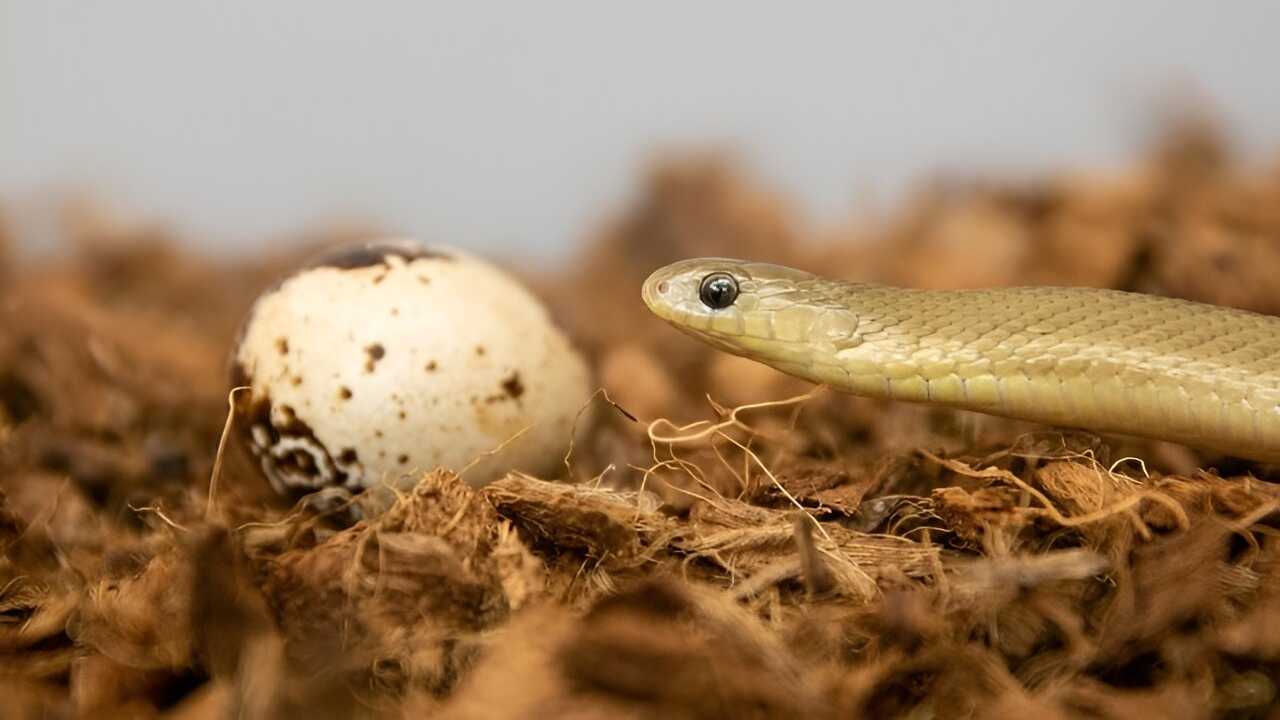 Зоологи назвали нового рекордсмена по прожорливости среди змей