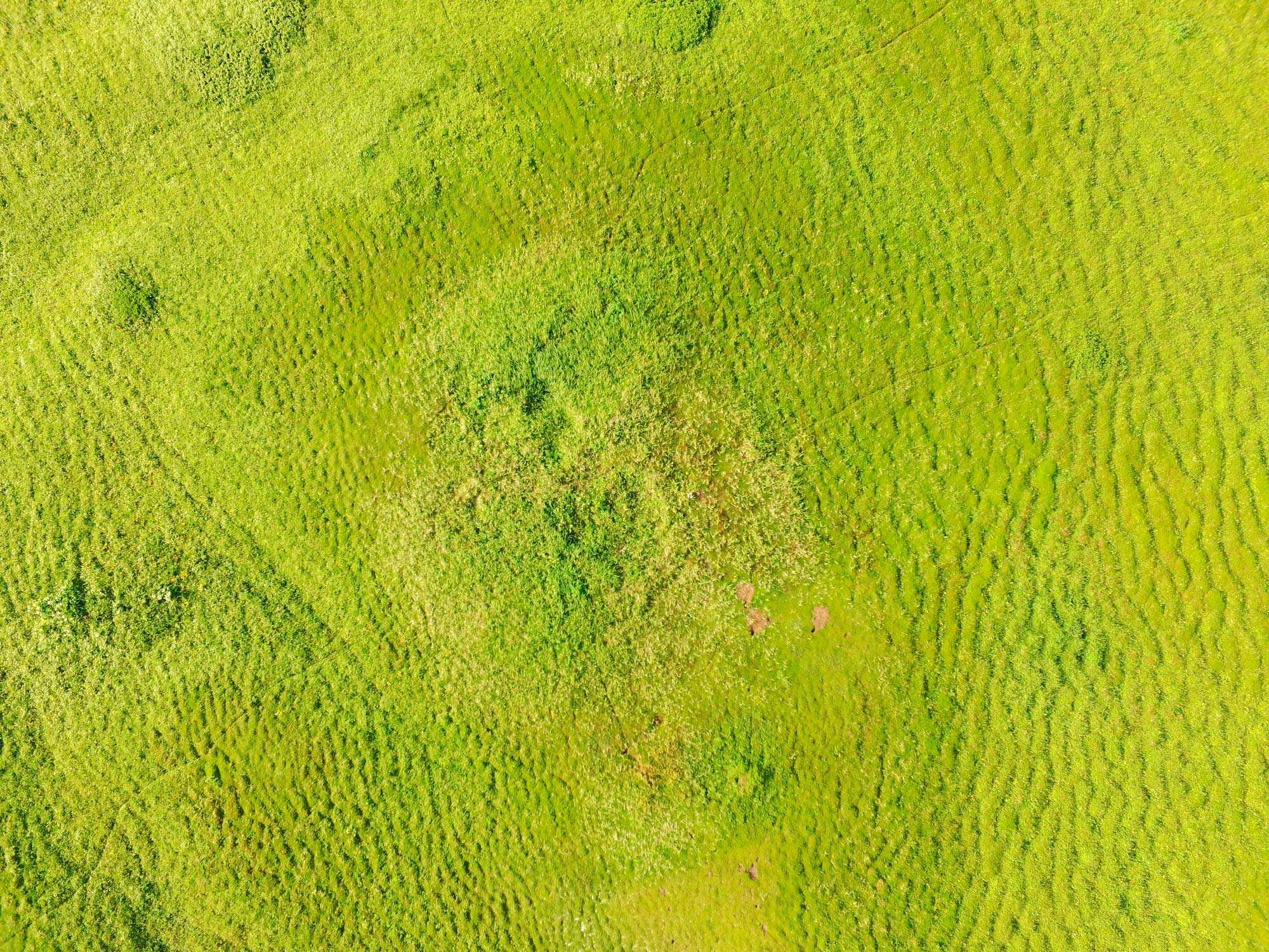 Спутниковые снимки подтвердили способность песцов создавать оазисы в тундре