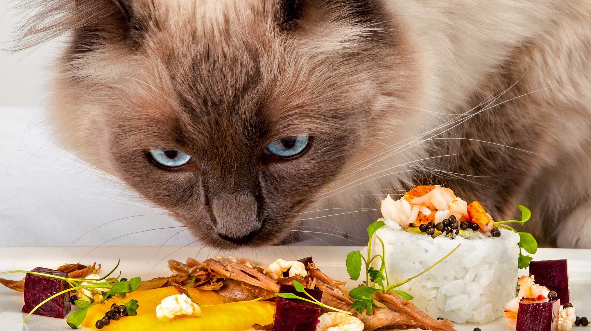 Почему кошки привередливы в еде - 2