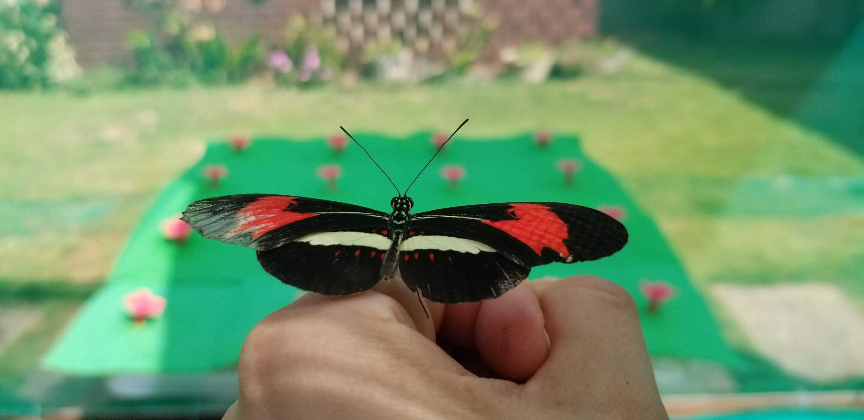 У бабочек обнаружили пространственную память