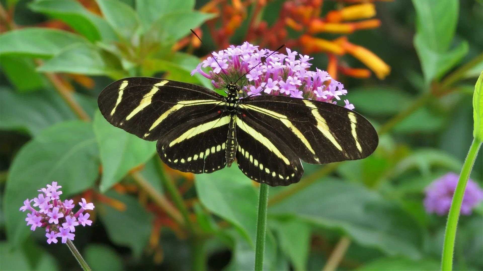 Генетики объяснили, почему самцы и самки бабочек видят мир в разных цветах