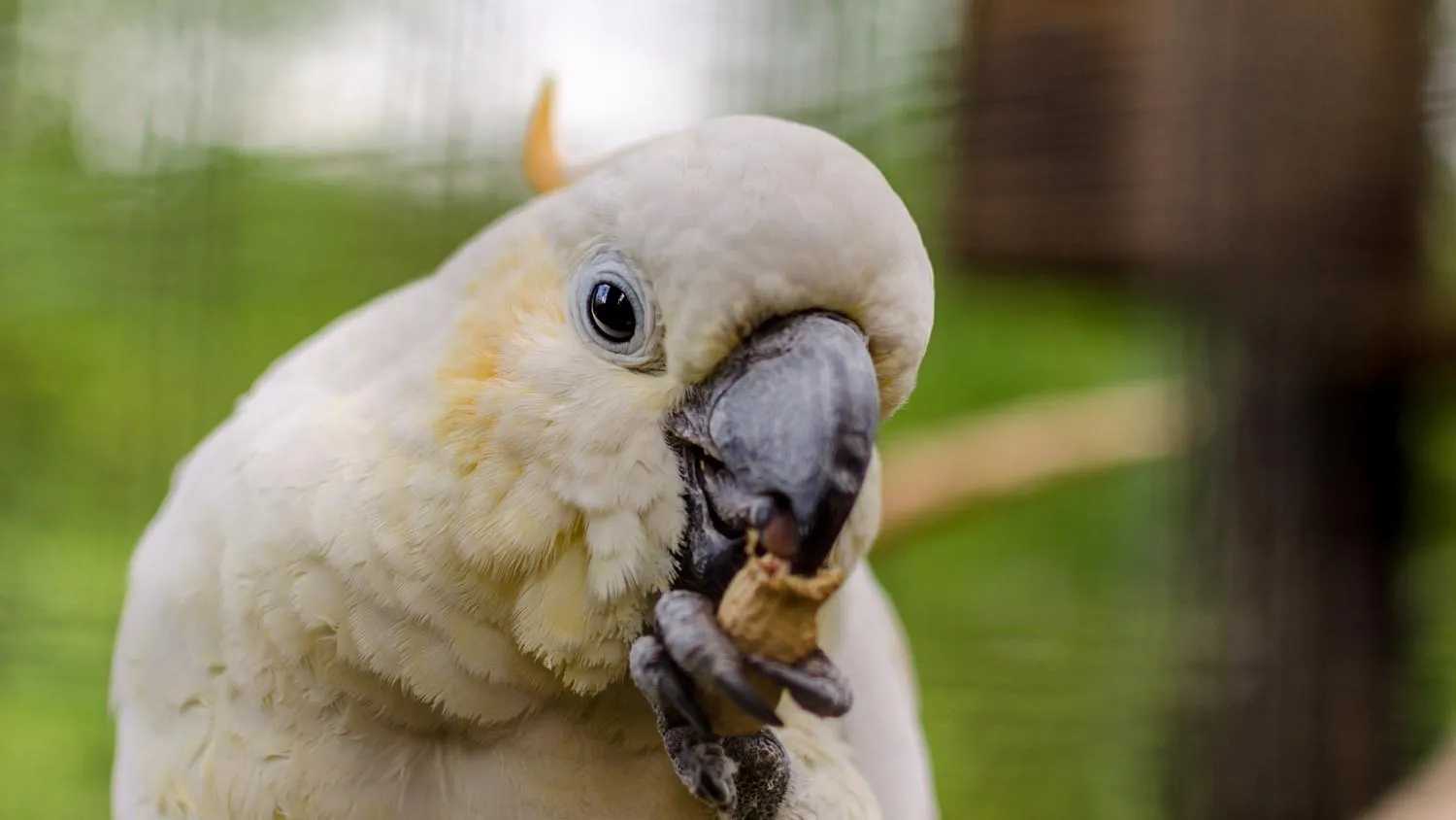 Биологи выяснили, как птицы научились пользоваться лапками вместо рук