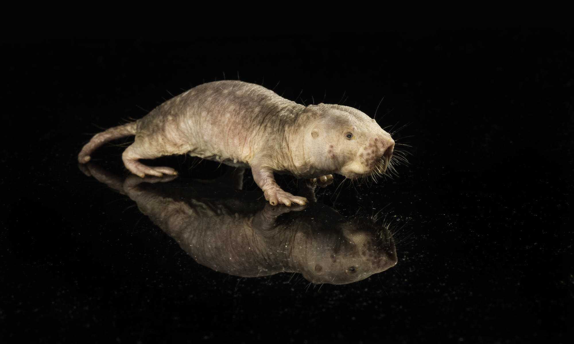 Ген долголетия голых землекопов продлил жизнь мышам