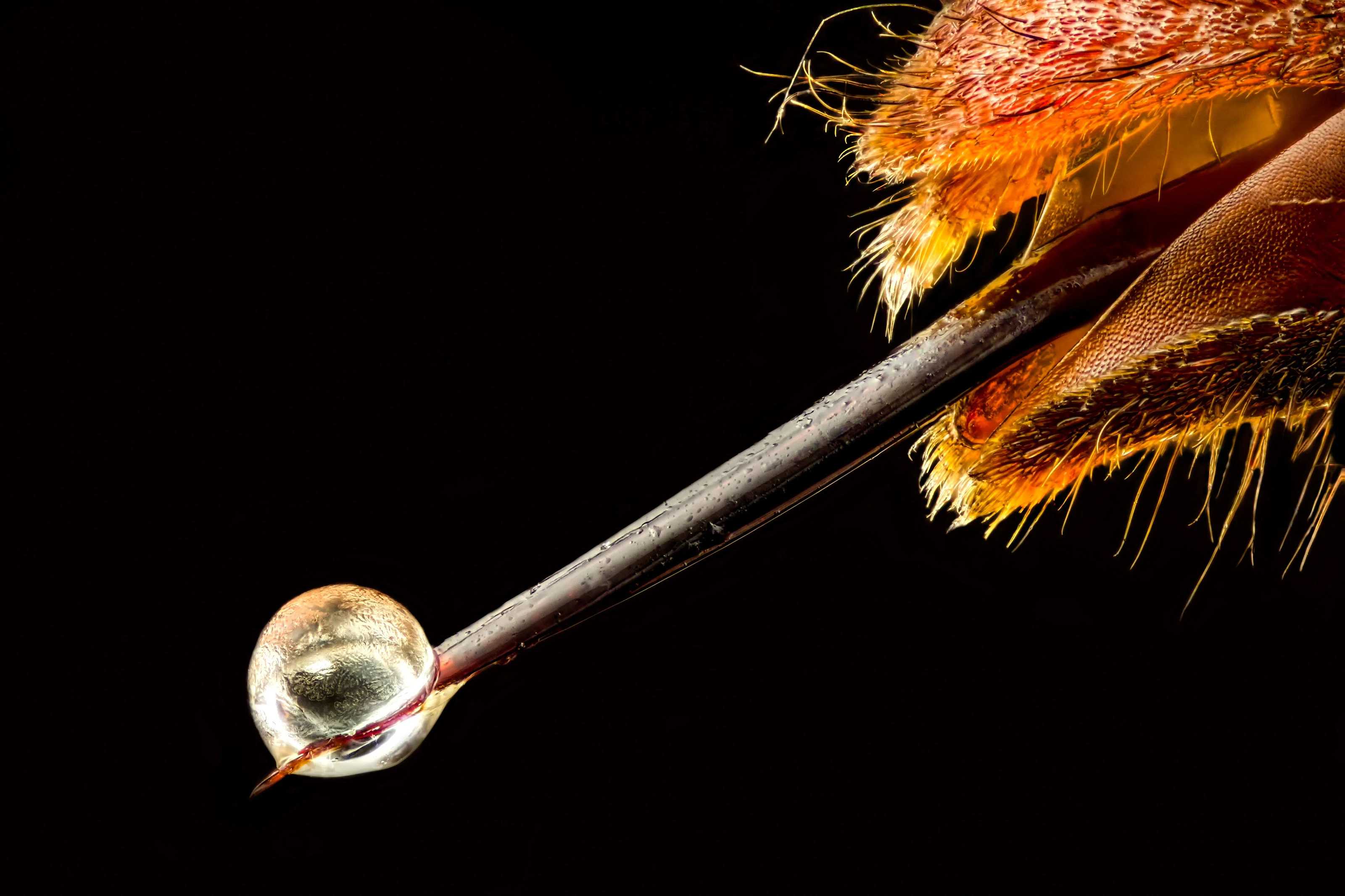 Биоинженеры предложили переделать шприцы по образцу пчелиного жала