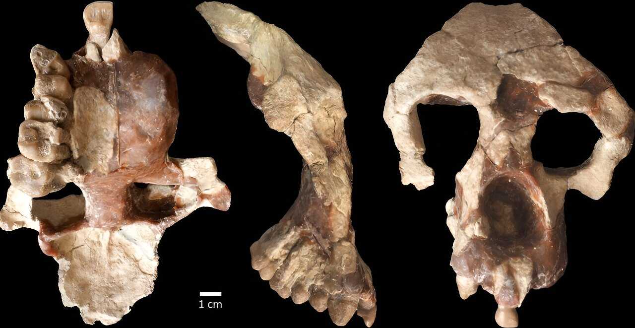 Найденные в Турции останки показали, что наши самые ранние предки пришли в Африку из Евразии