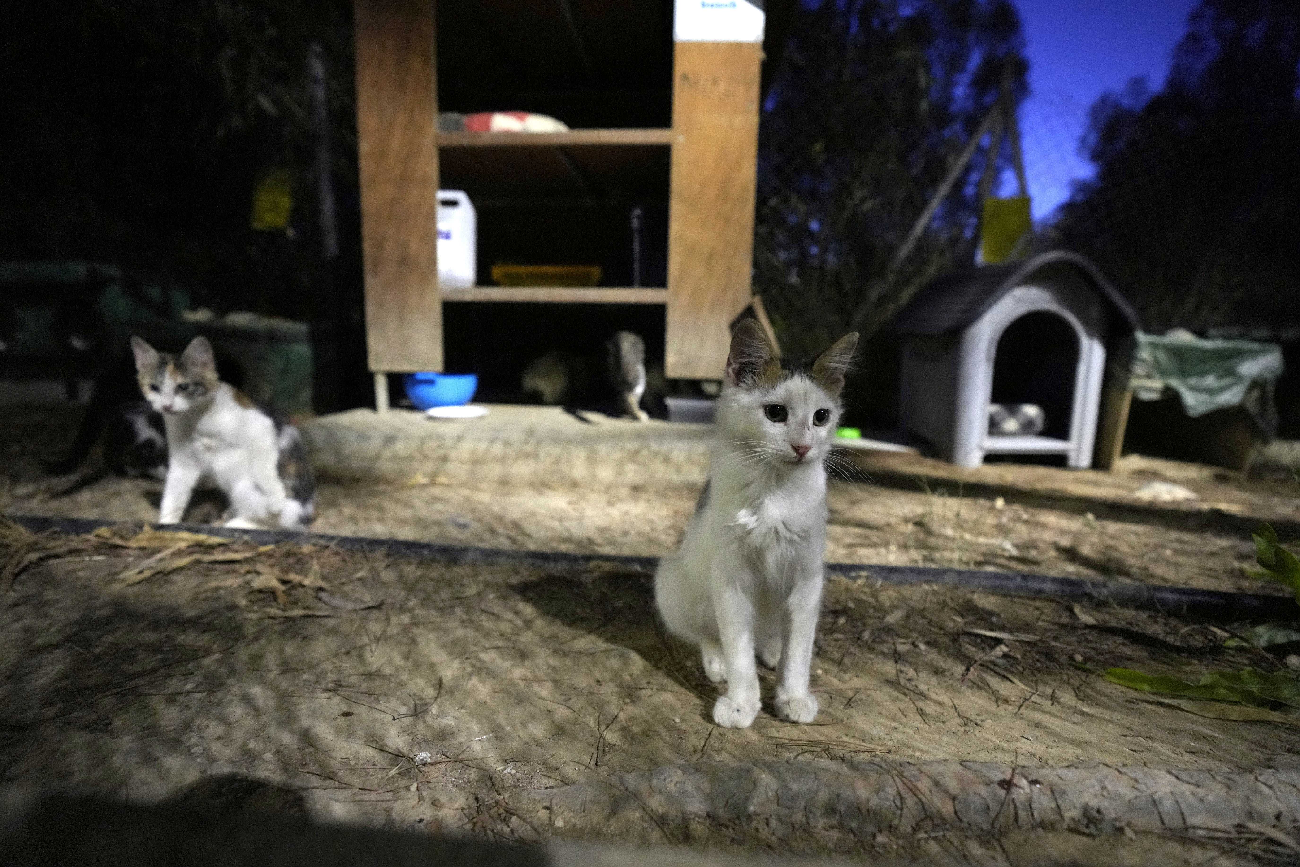Кипрские кошки, массово гибнущие из-за коронавируса, получат лекарство от Covid-19
