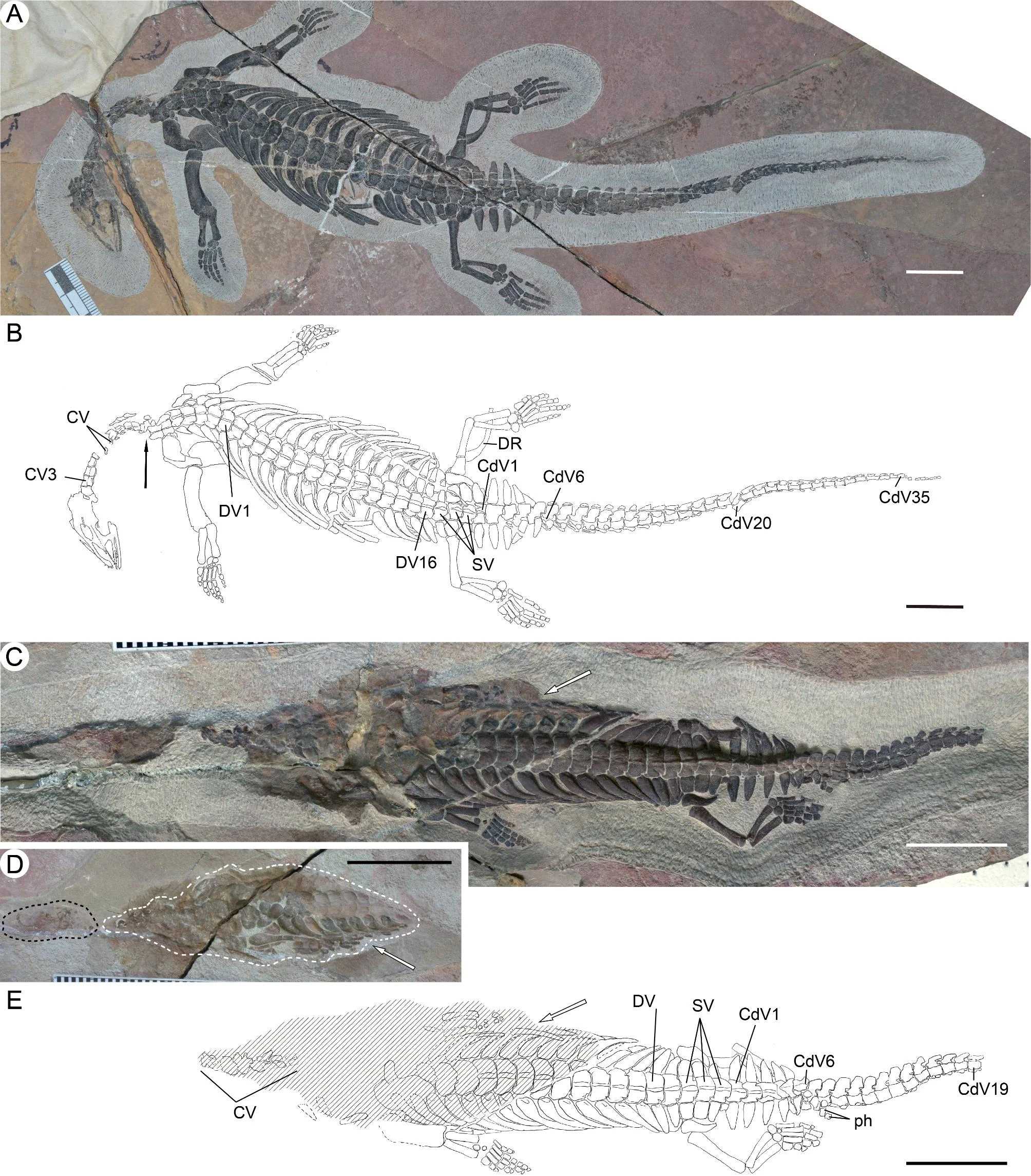 Палеонтологи рассказали, как плезиозавры удлинили шею