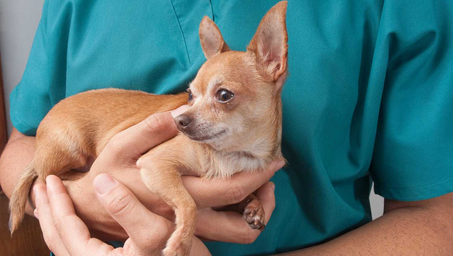 Генетические заболевания у собак: ключевые аспекты диагностики и профилактики