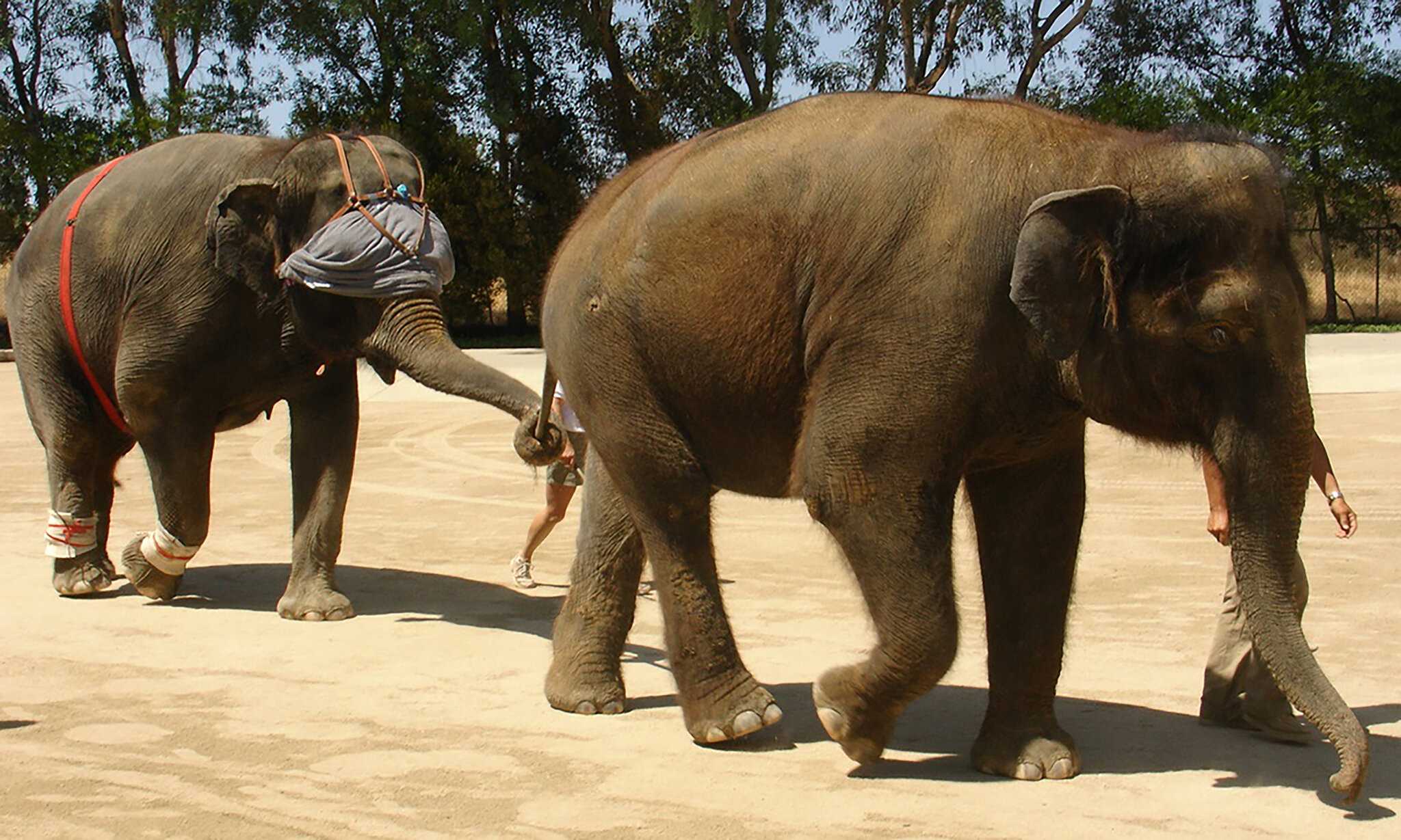 Повязка на глазах нарушила походку слонов