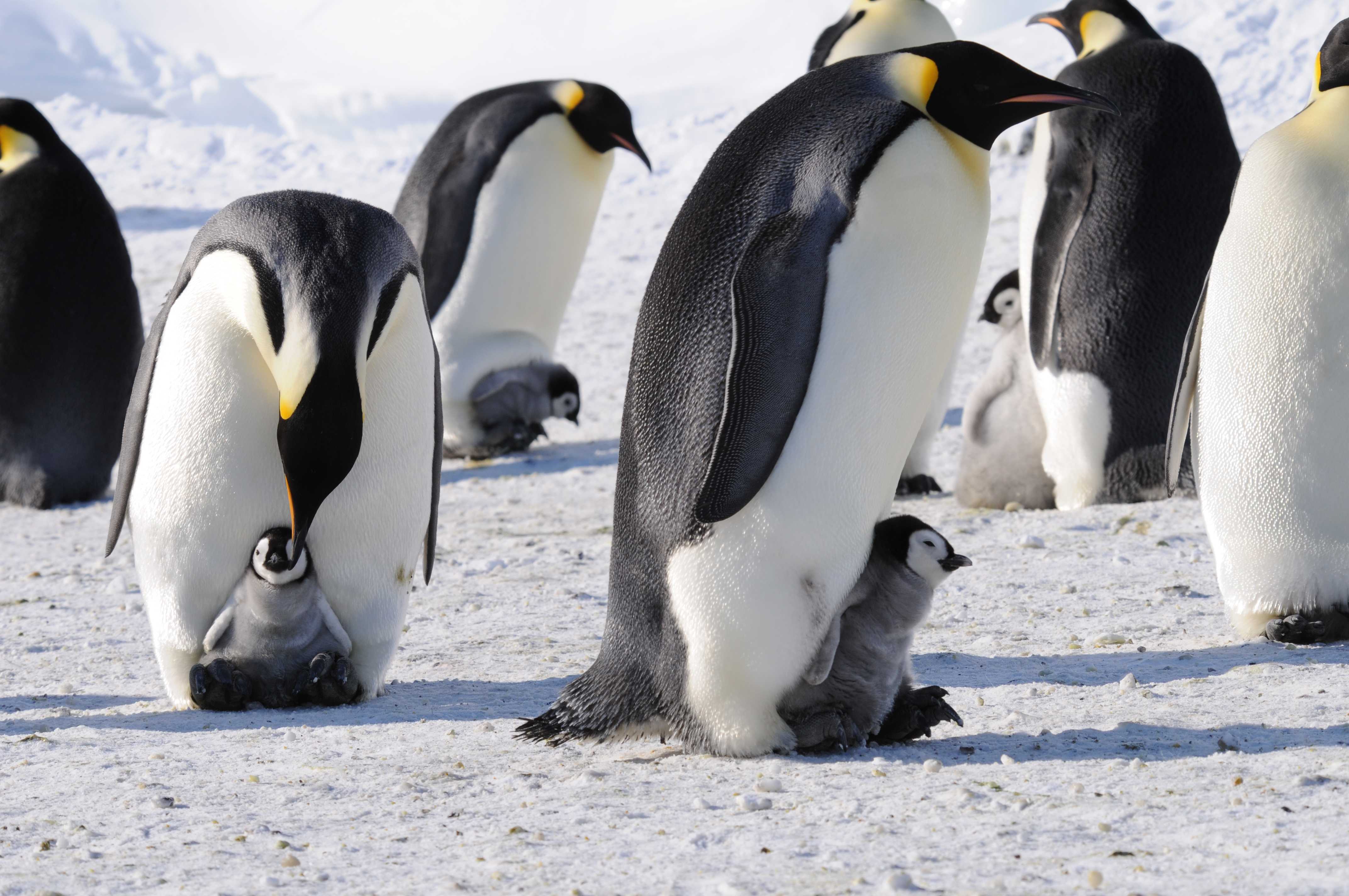 Исчезновение морского льда ведёт к катастрофическому сбою в размножении императорских пингвинов