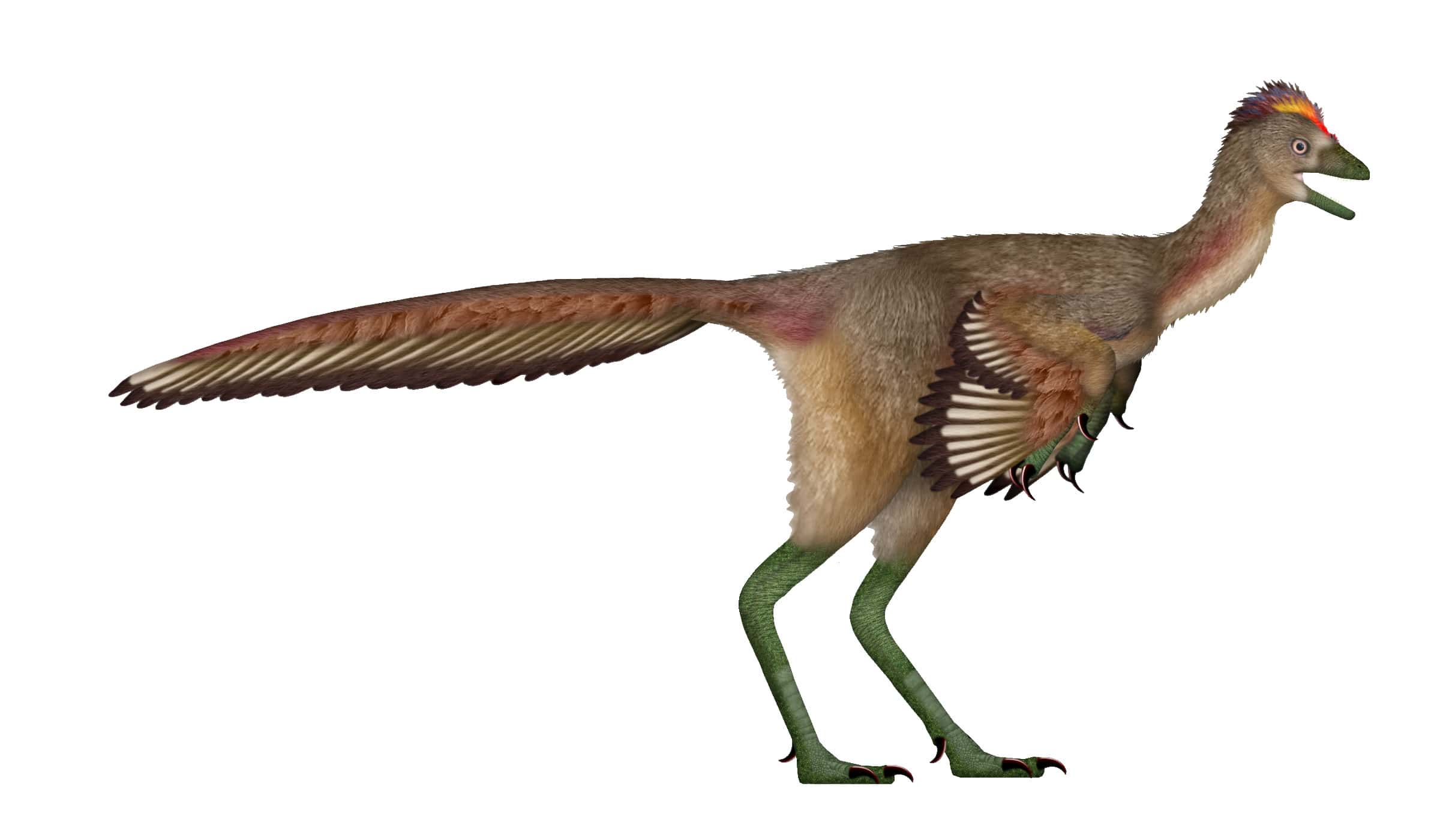 Новый динозавр усложняет эволюцию птиц