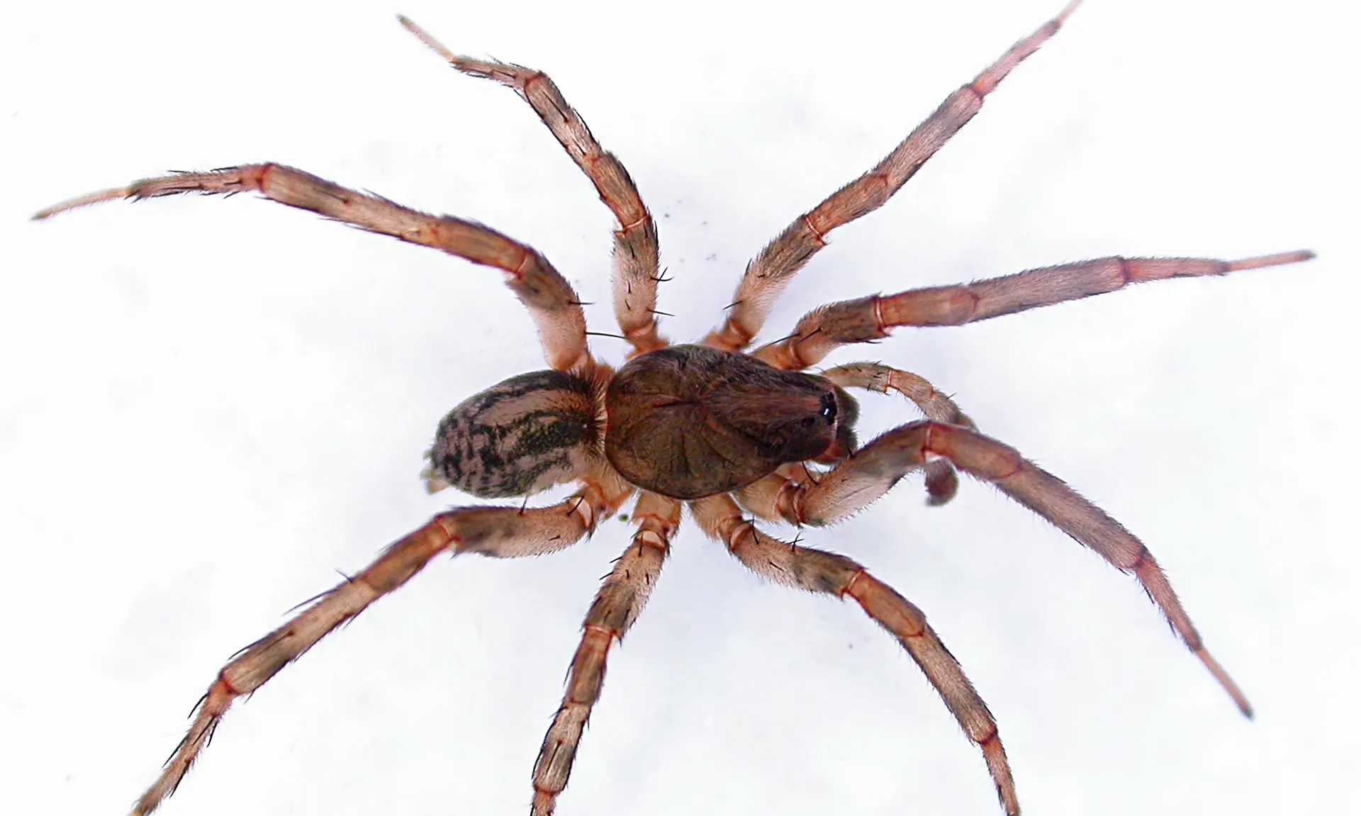 Арахнологи описали три новых вида пауков-волков с острова Святой Елены