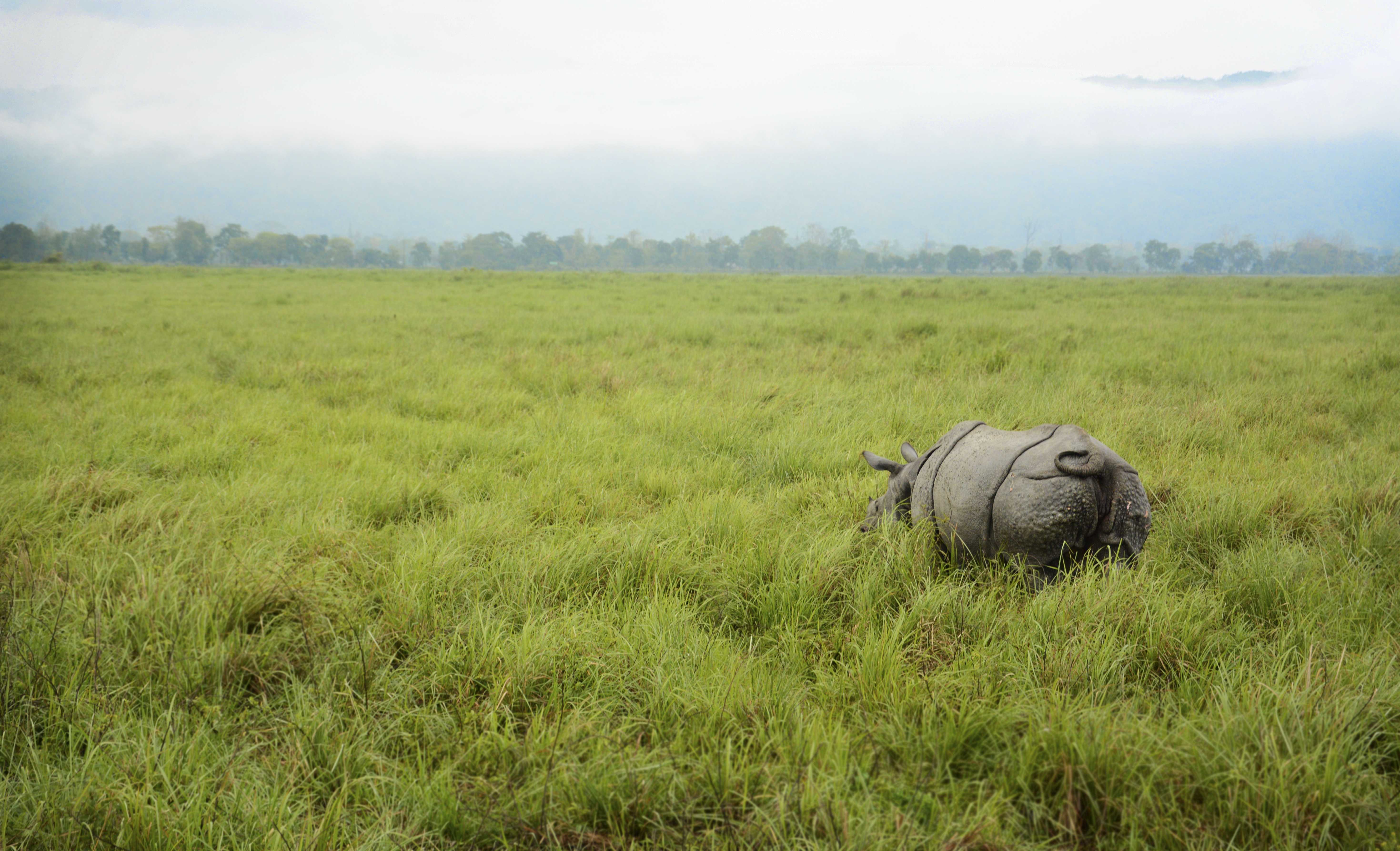 Слоны и носороги против чужеродных растений
