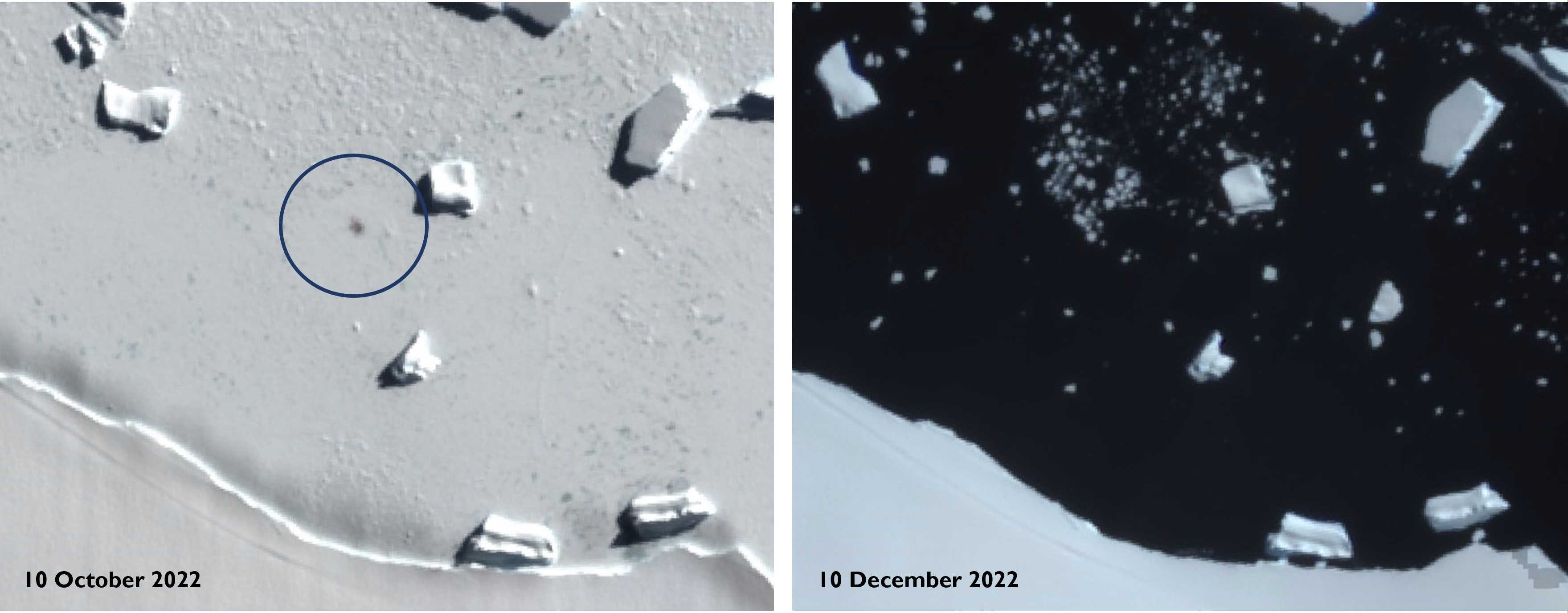 Исчезновение морского льда ведёт к катастрофическому сбою в размножении императорских пингвинов