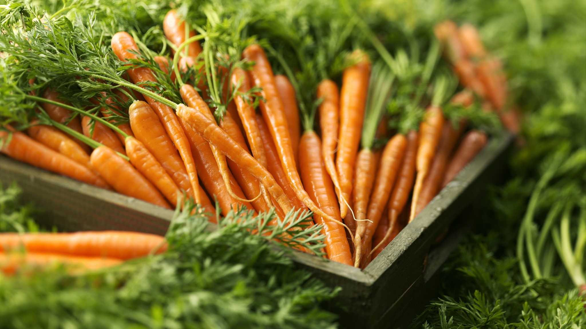 Генетики объяснили оранжевость моркови