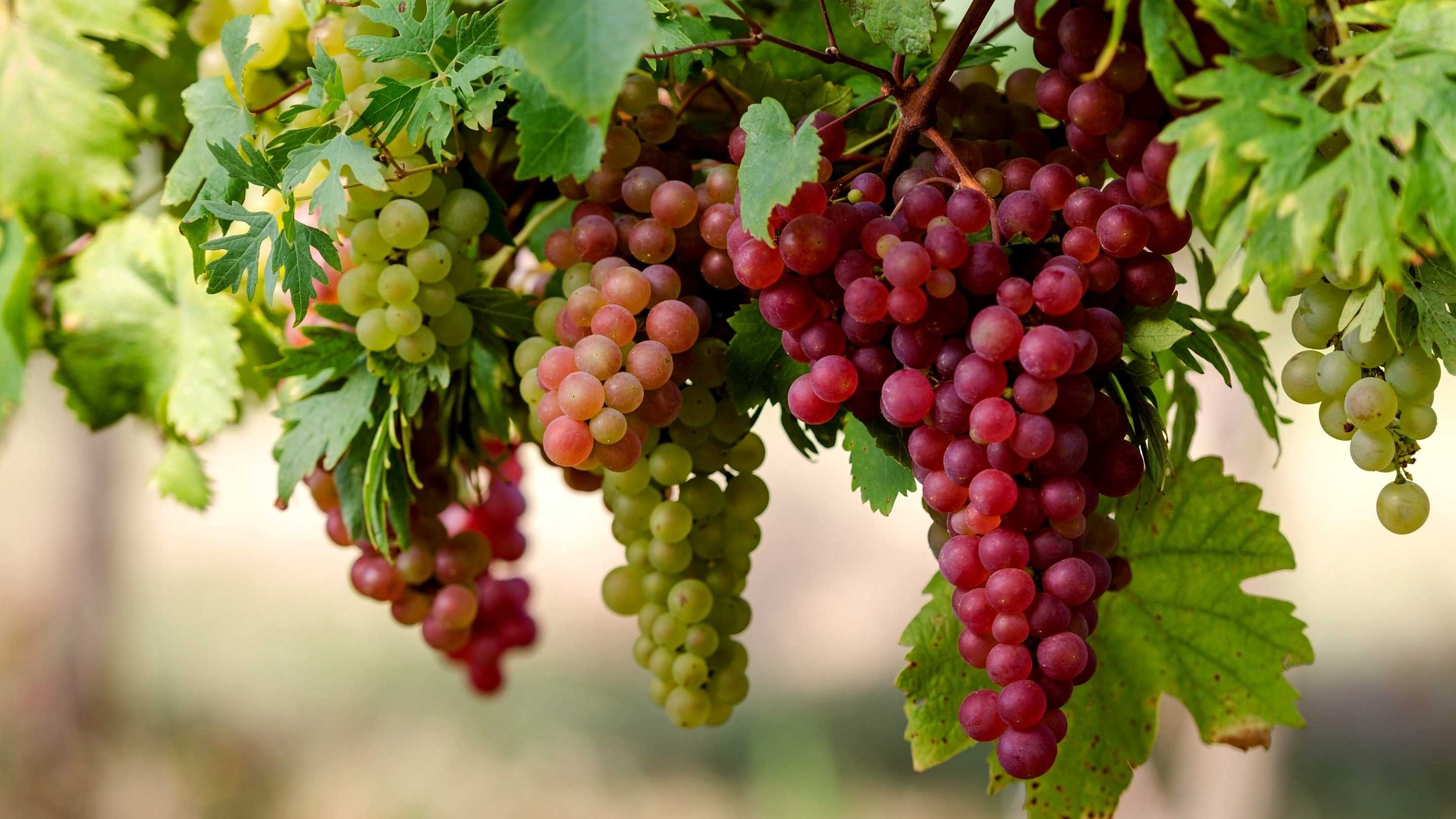 Виноград улучшил здоровье глаз пожилых