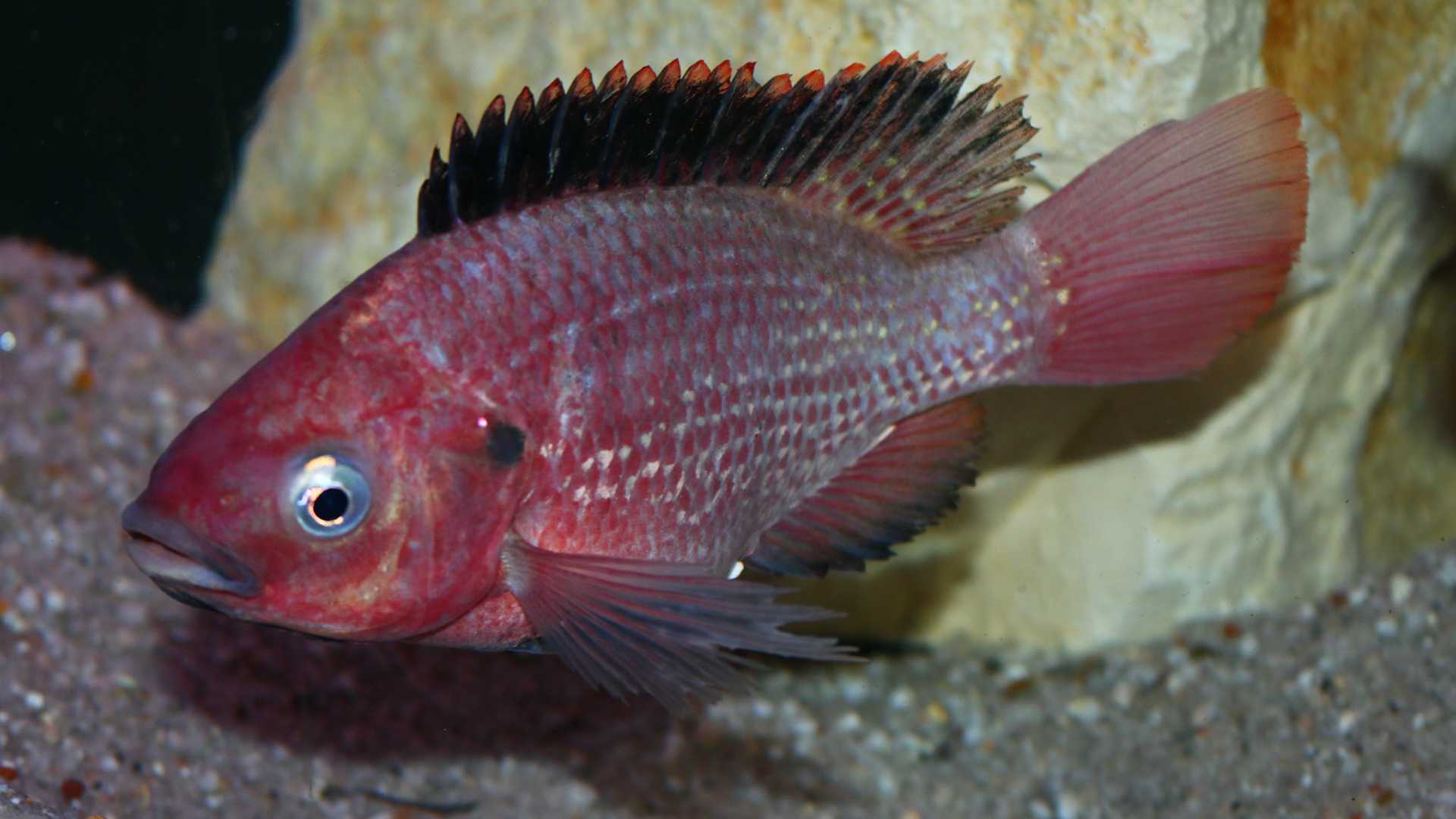 Африканские рыбы поставили рекорд по скорости образования новых видов