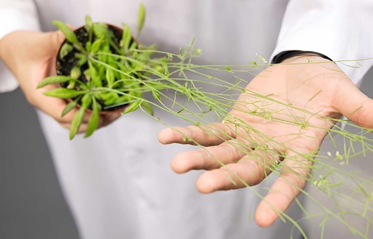 Хлоропласты растений могут помочь от болезни Гентингтона