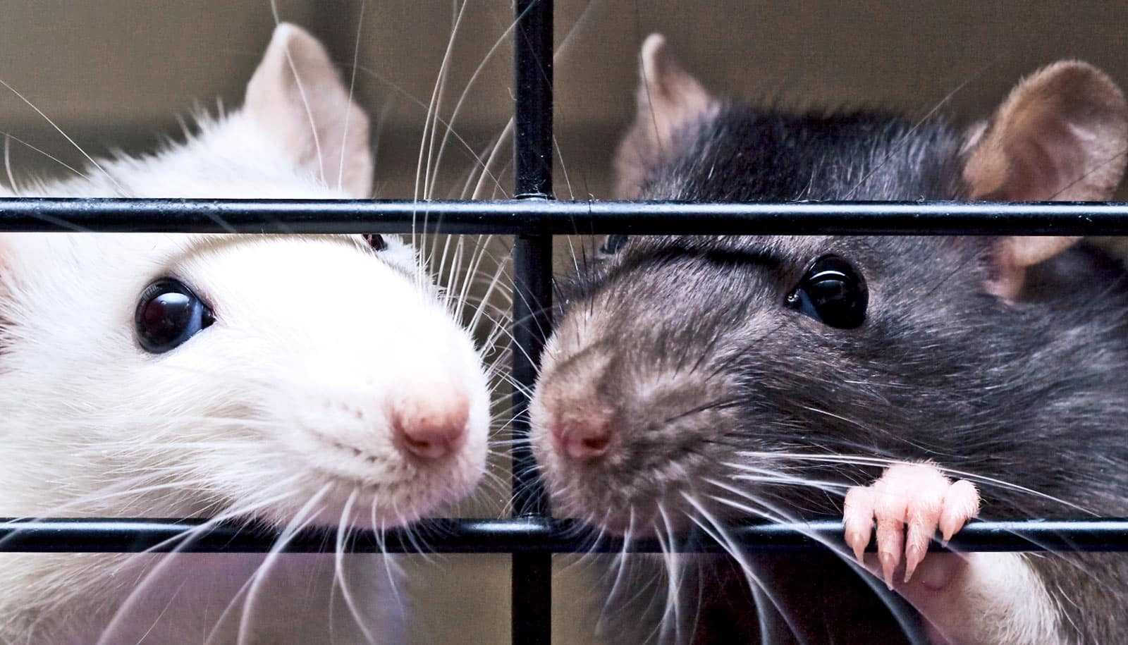 Трансгенная лактобактерия помогла крысам-гипертоникам