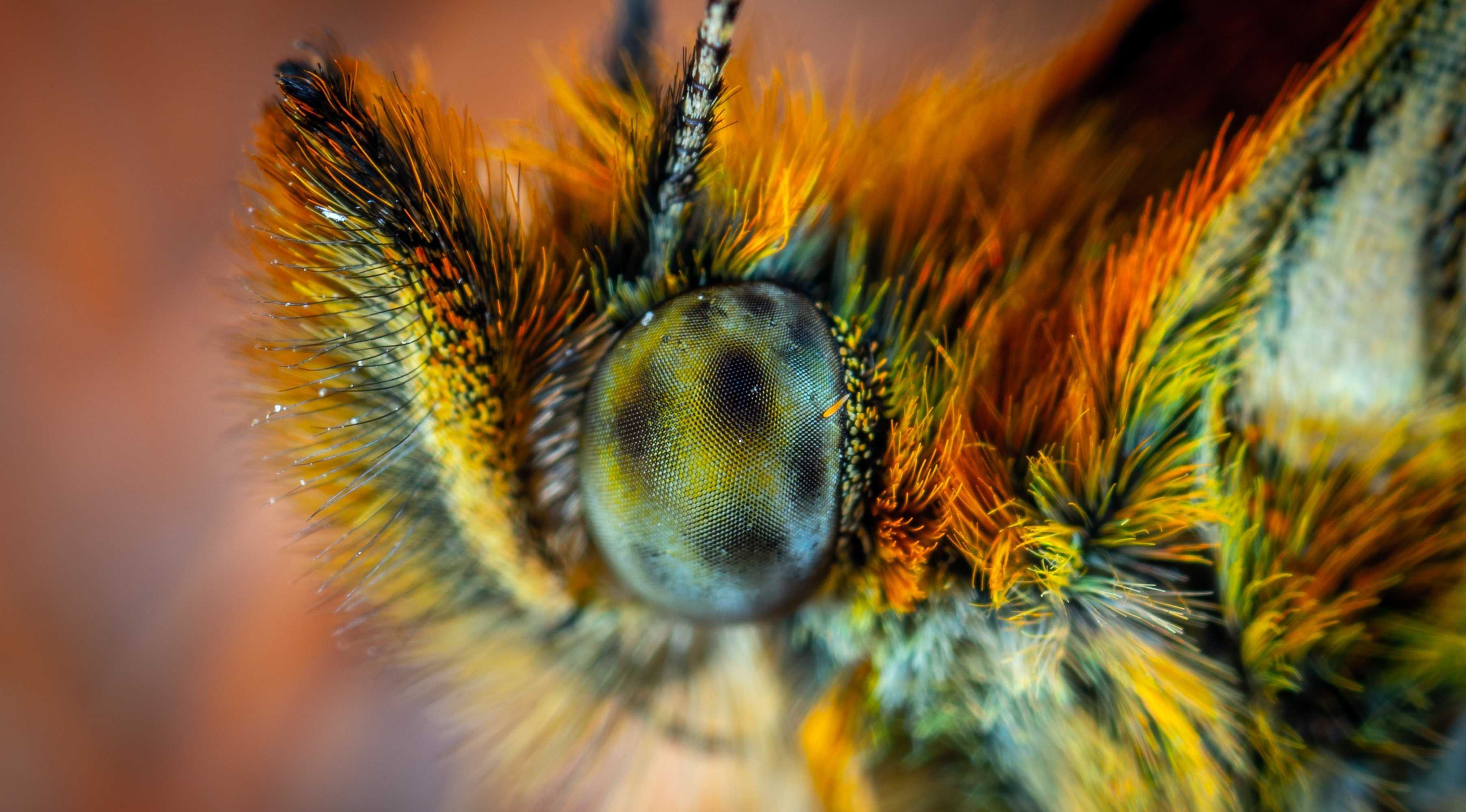Зрение бабочек помогло «увидеть» раковые клетки
