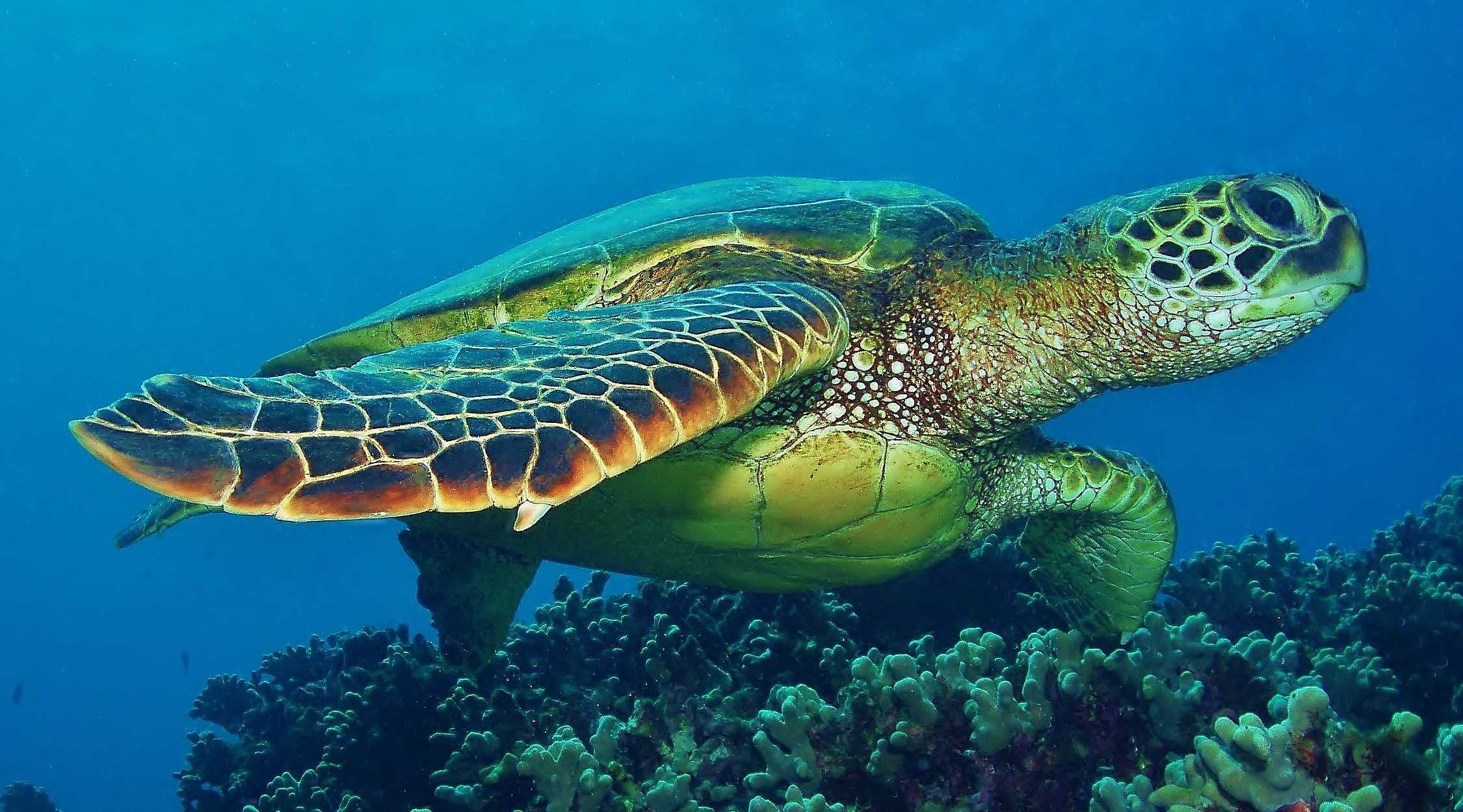 Тяжелые металлы «поменяли пол» морским черепахам