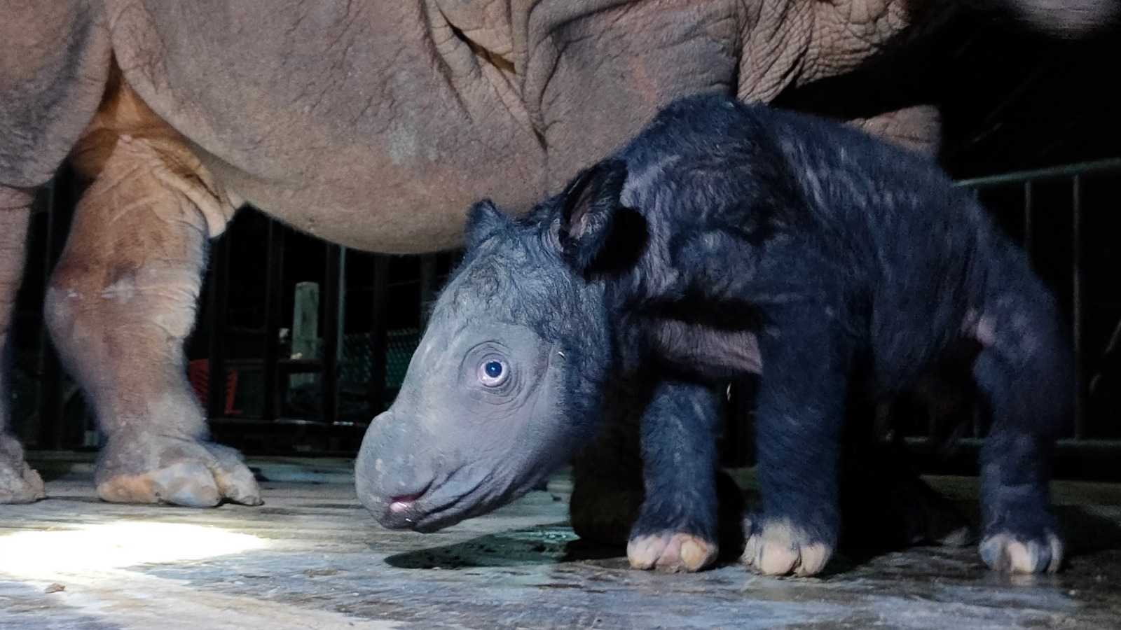 Рожденная в неволе самка суматранского носорога впервые принесла потомство