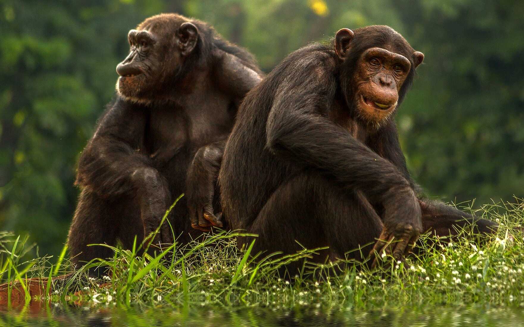 Шимпанзе помнят знакомых сородичей десятилетиями