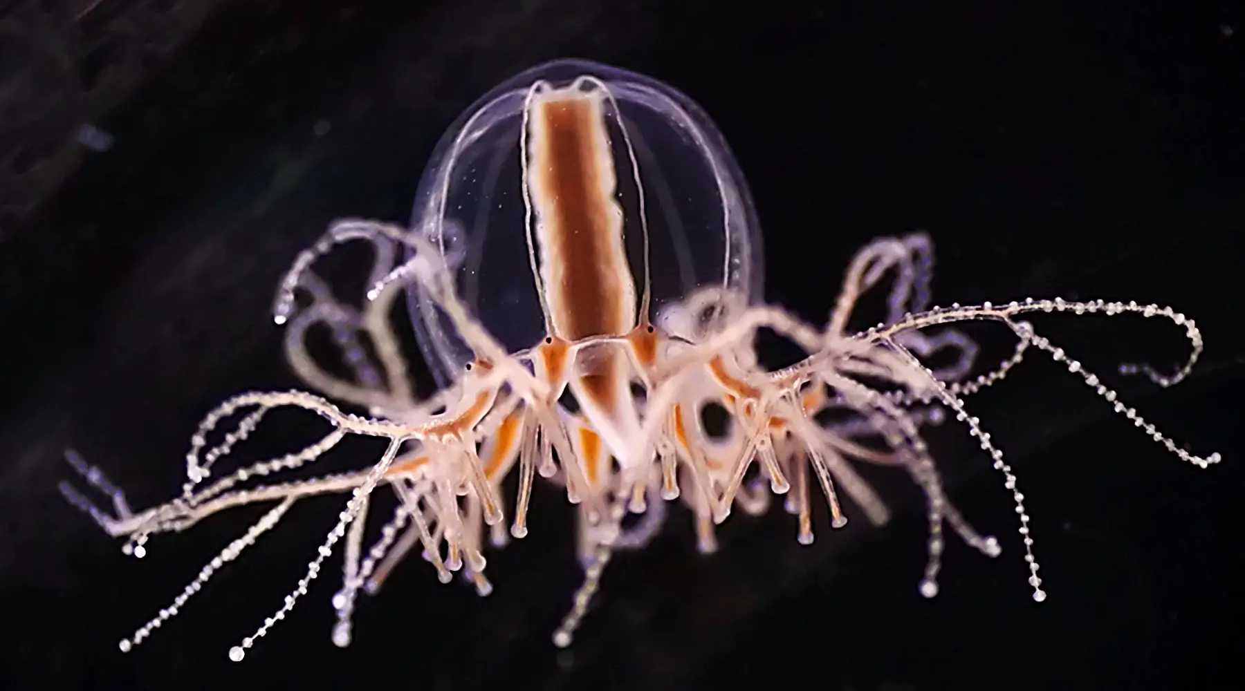 У медузы есть мозги. Медузы реснички. Орган равновесия у медуз. Женская особь медузы.
