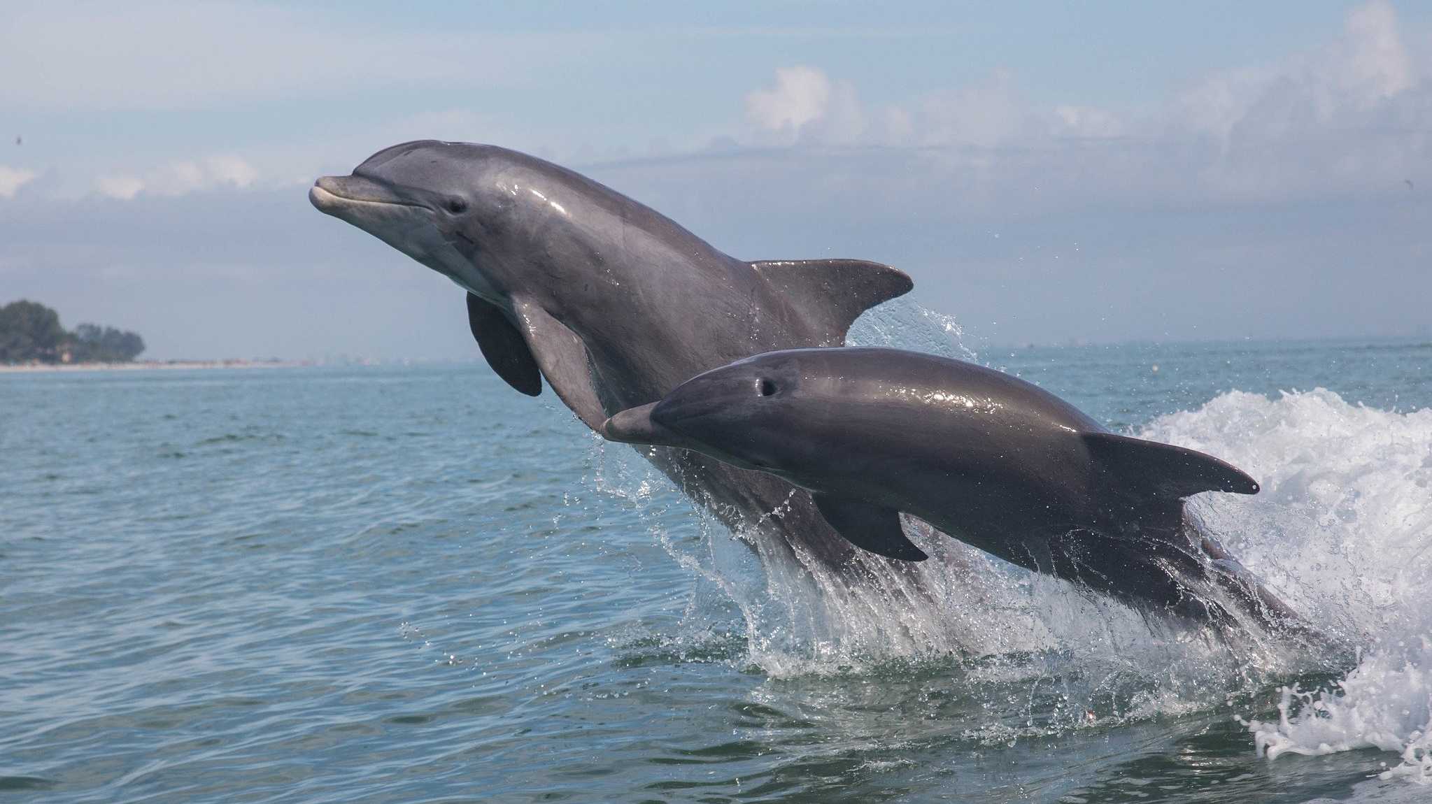 Чувствительность к электричеству снабдила дельфинов встроенным компасом