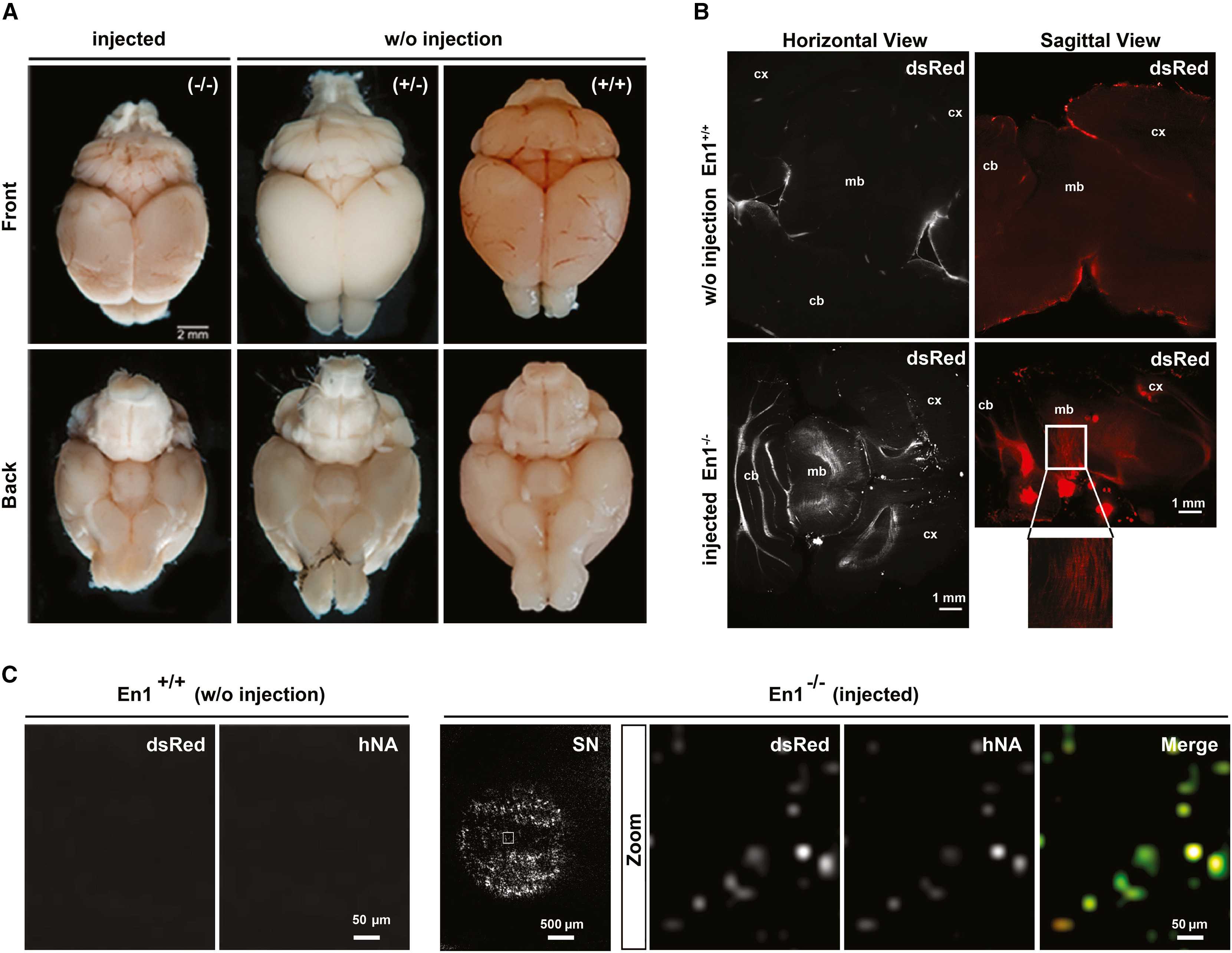 У химерных мышей выросли функциональные человеческие нейроны