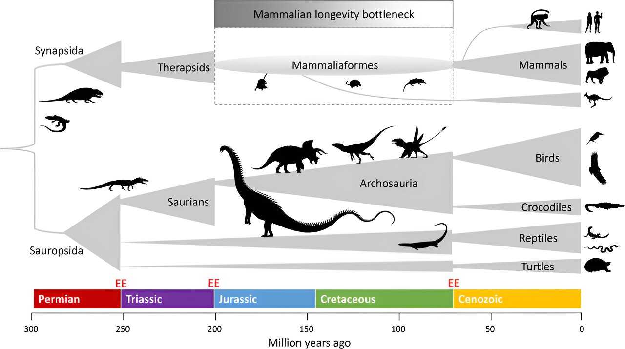 Годовой цикл в жизни млекопитающих. Завропсиды и синапсиды. Предки млекопитающих. Предки рептилий. Эволюция млекопитающих.