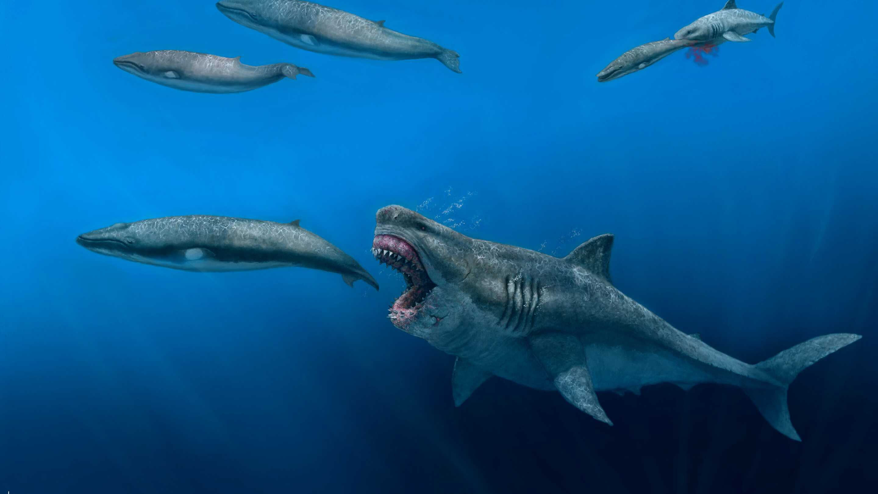 Зуб мегалодона впервые изучили нетронутым на дне океана