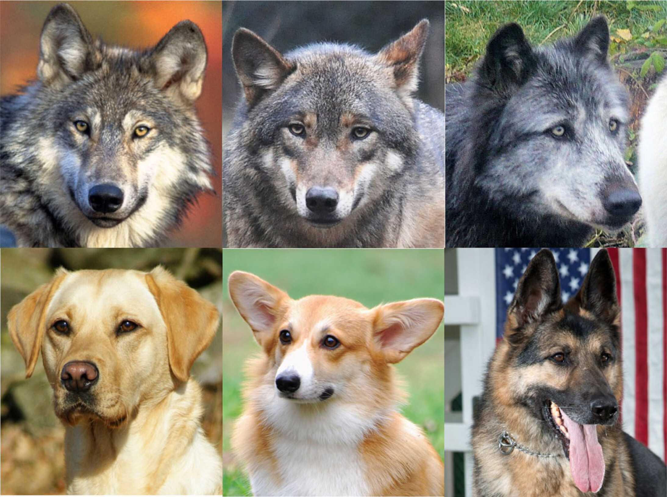 Зоологи выяснили, почему у большинства собак темные глаза