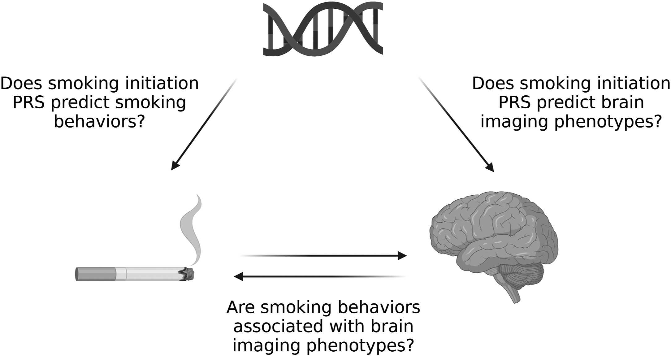 От курения уменьшается объем мозга