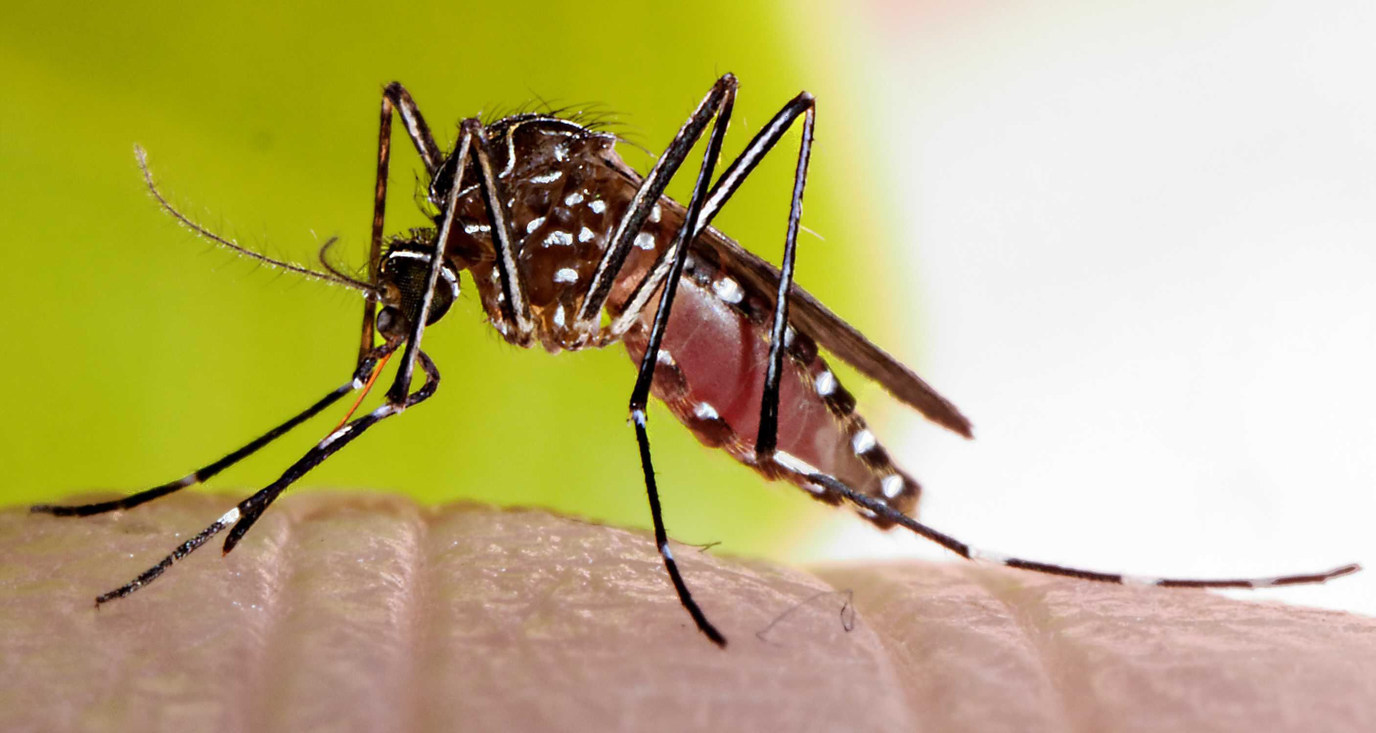 Австралийских комаров-кусак обвинили в распространении возбудителя язвы Бурули
