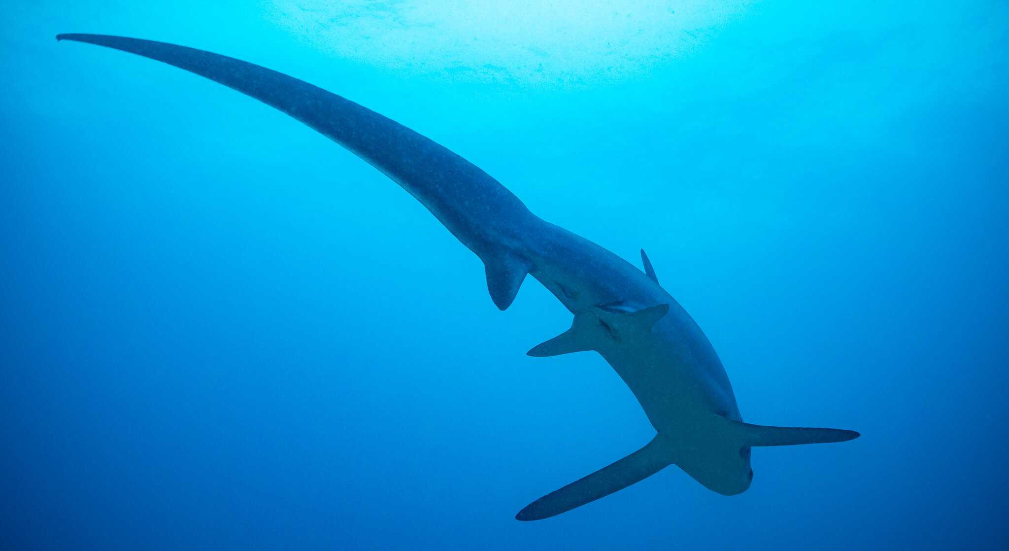 Лисья акула превратила позвоночник в требушет, чтобы глушить рыбу хвостом