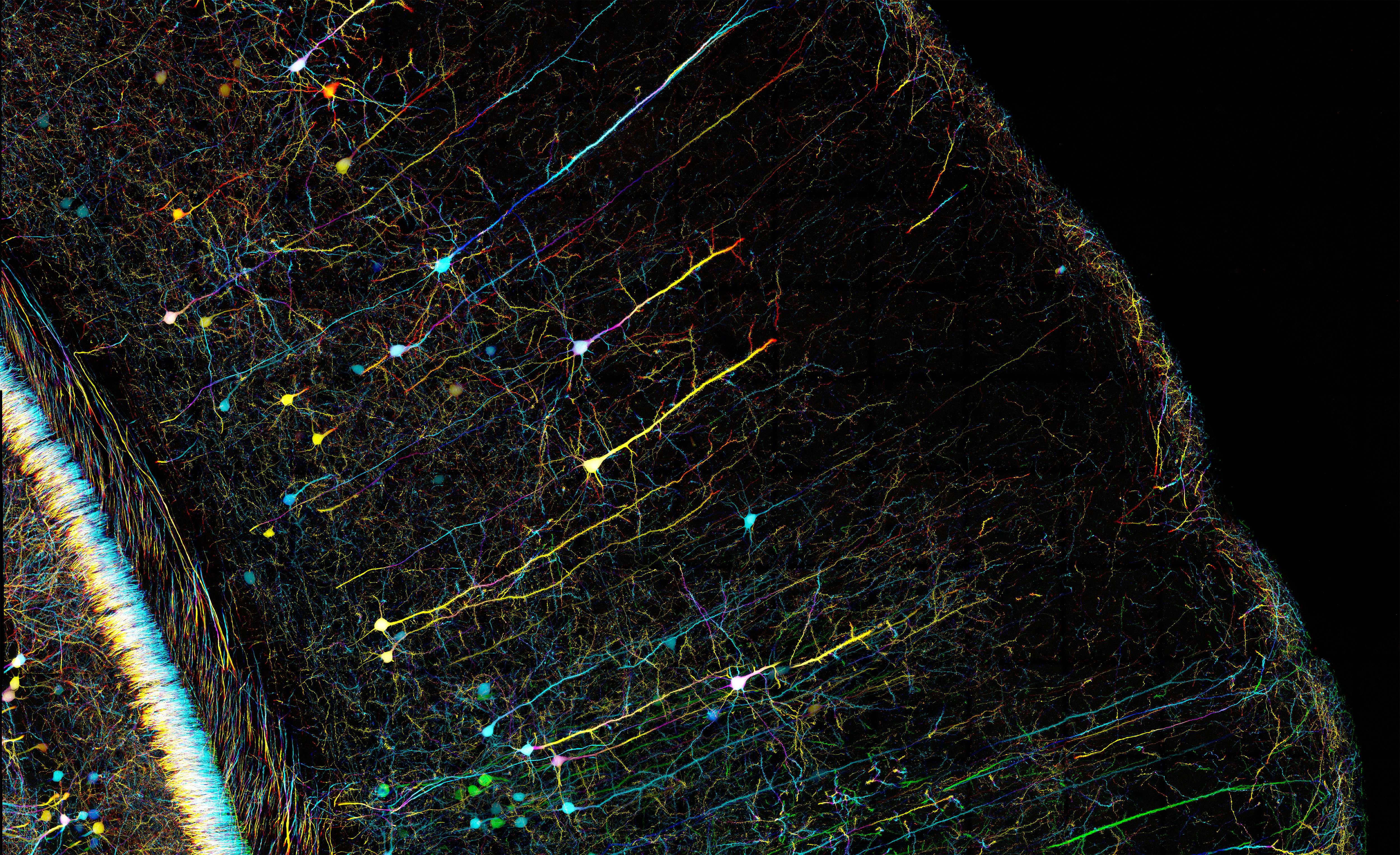 Самая большая нейросеть. Сверхскопление Ланиакея. Конфокальная микроскопия мозга. Вселенная Ланиакея. Нейронные сети коры головного мозга.