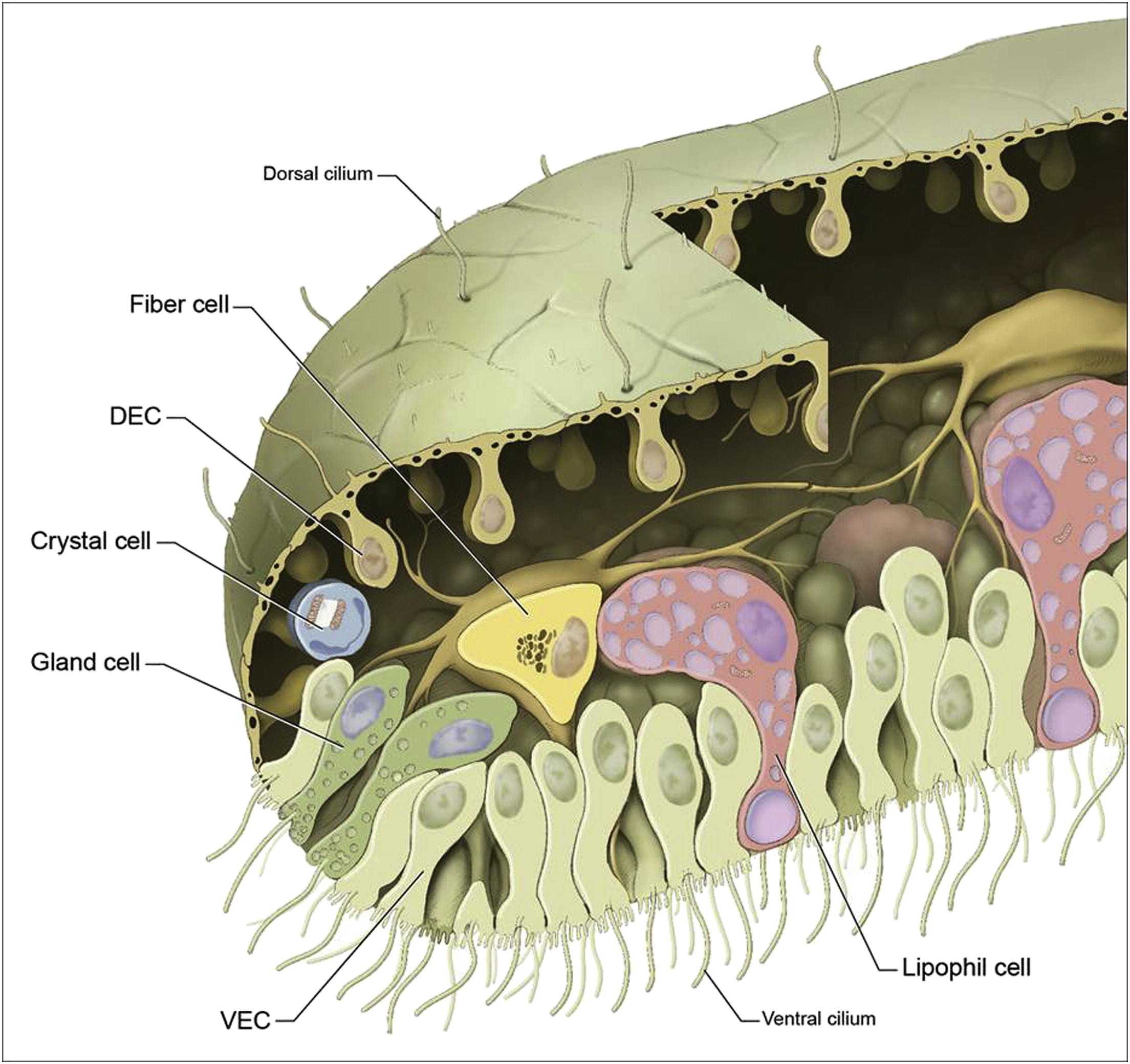 Пластинчатые трихоплакс. Тип пластинчатые (трихоплакс). Тип пластинчатые (Placozoa). Placozoa trichoplax. Пластинчатые клетки