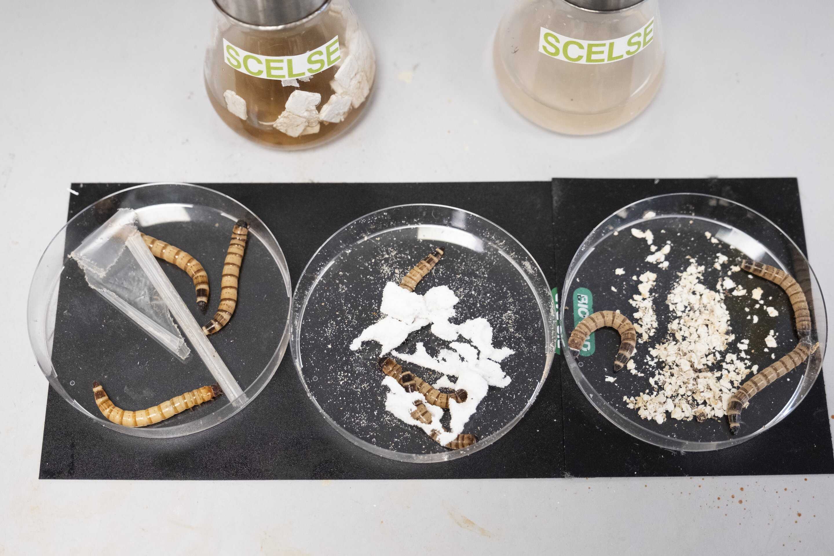 Микробиом червя Zophobas atratus станет «машиной» по переработке пластика