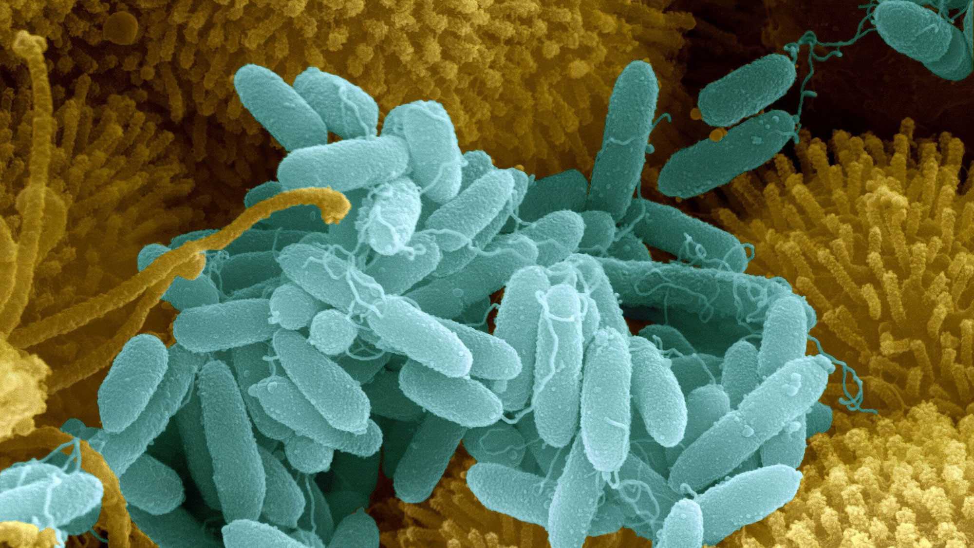Инженерные вирусы действуют как антибиотик, но без побочных эффектов