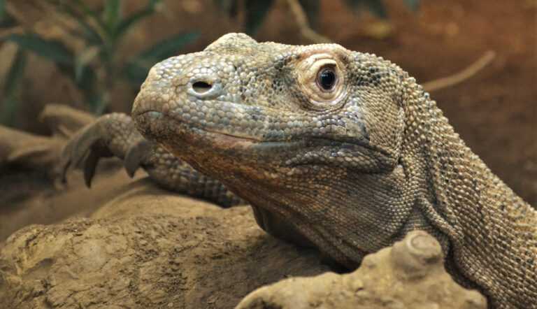 Дағыстандық порно жұлдыз Зубай Исмаилова