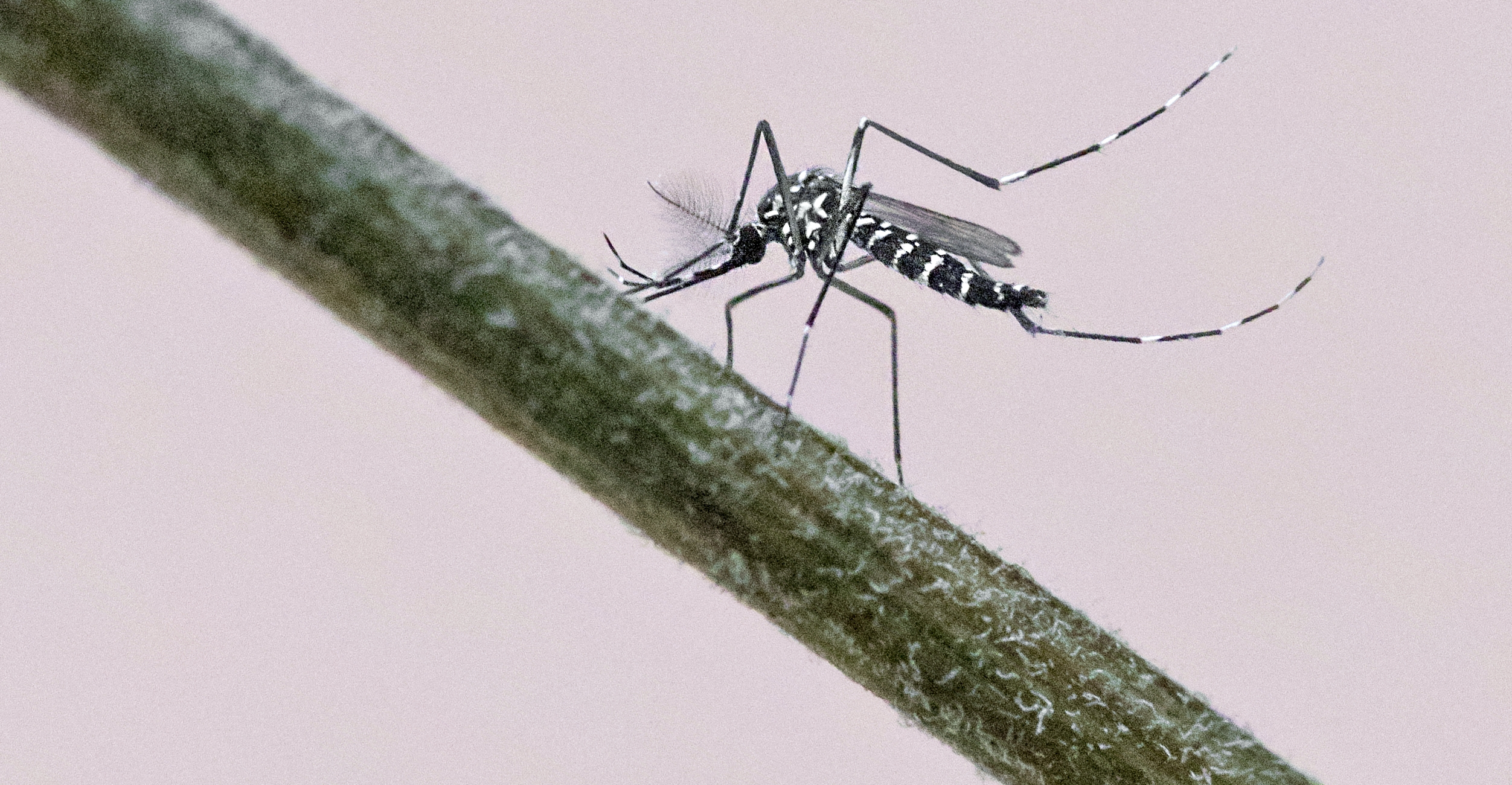 Антикомариная плесень с парфюмерной добавкой Антикомариная плесень с парфюмерной добавкой