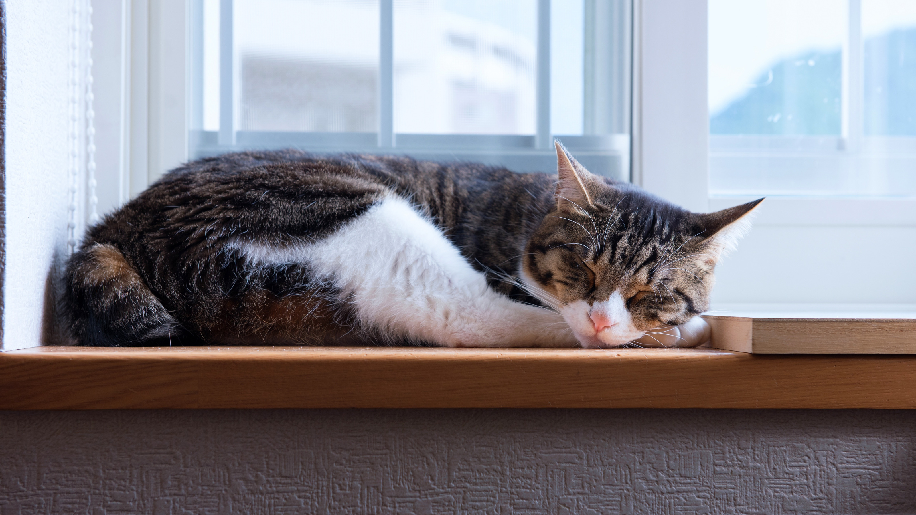 Ветеринары раскритиковали риторику защитников природы о пользе изоляции кошек дома Ветеринары раскритиковали риторику защитников природы о пользе изоляции кошек дома