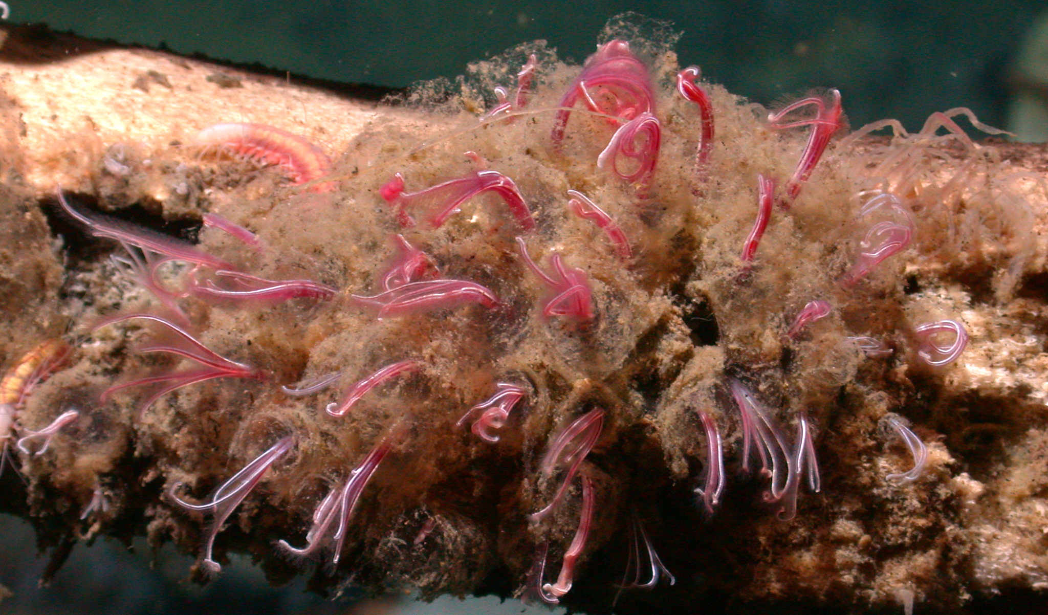 Нехватку червей-зомби назвали признаком «задыхающегося» океана Нехватку червей-зомби назвали признаком «задыхающегося» океана