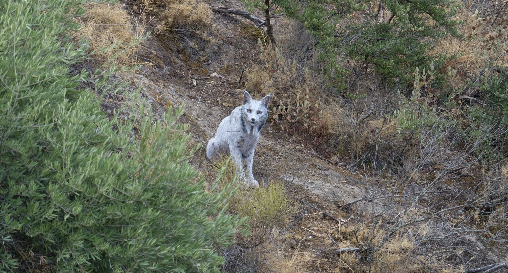 Фотограф впервые запечатлел уникальную белую пиренейскую рысь в дикой природе Фотограф впервые запечатлел уникальную белую пиренейскую рысь в дикой природе
