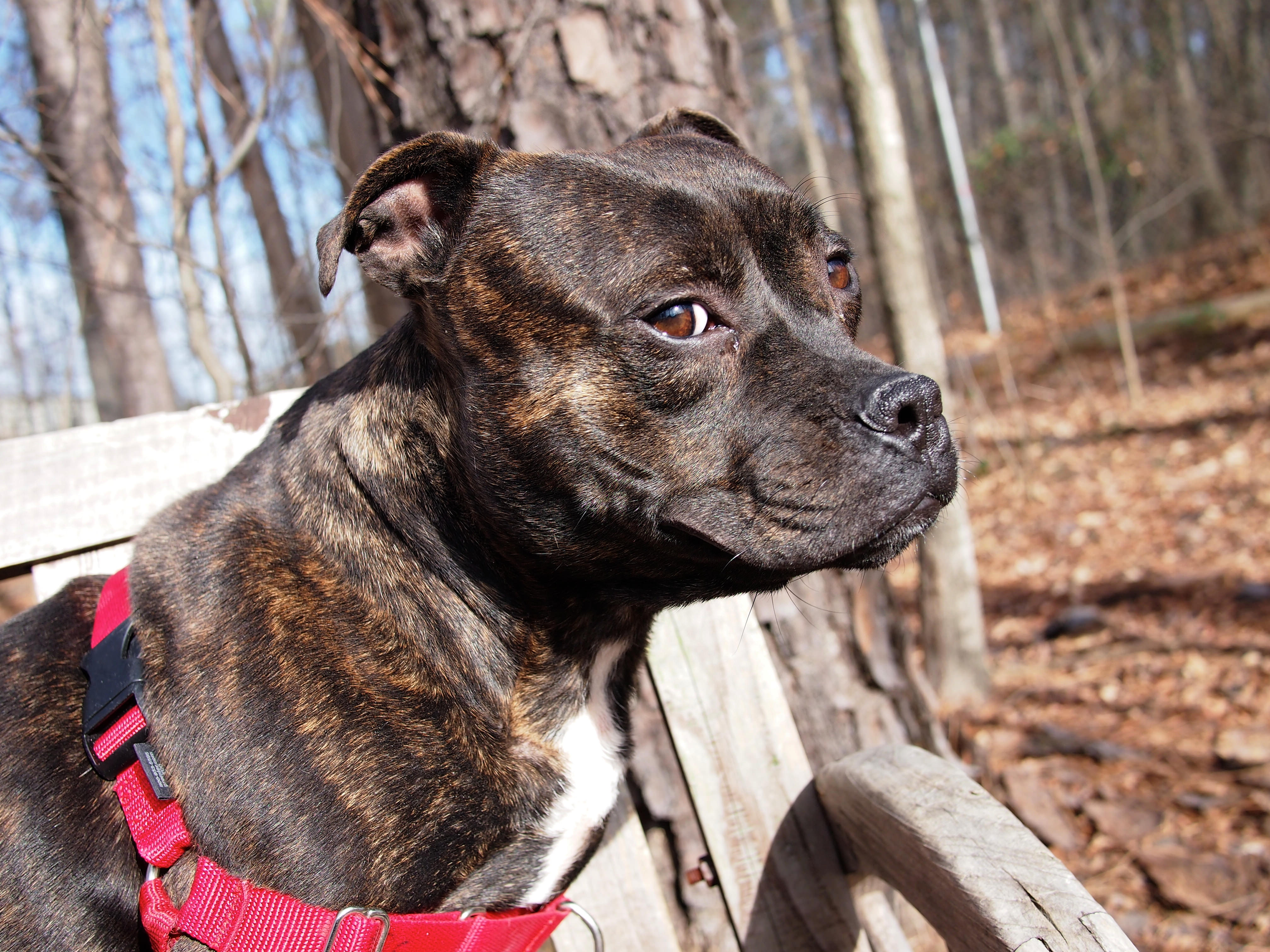 Ветеринары оценили энергетический метаболизм собак при питании сухим кормом и сырым мясом Ветеринары оценили энергетический метаболизм собак при питании сухим кормом и сырым мясом