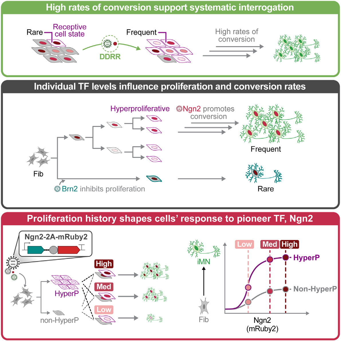 Ученые перепрограммируют клетки кожи в нейроны напрямую Ученые перепрограммируют клетки кожи в нейроны напрямую