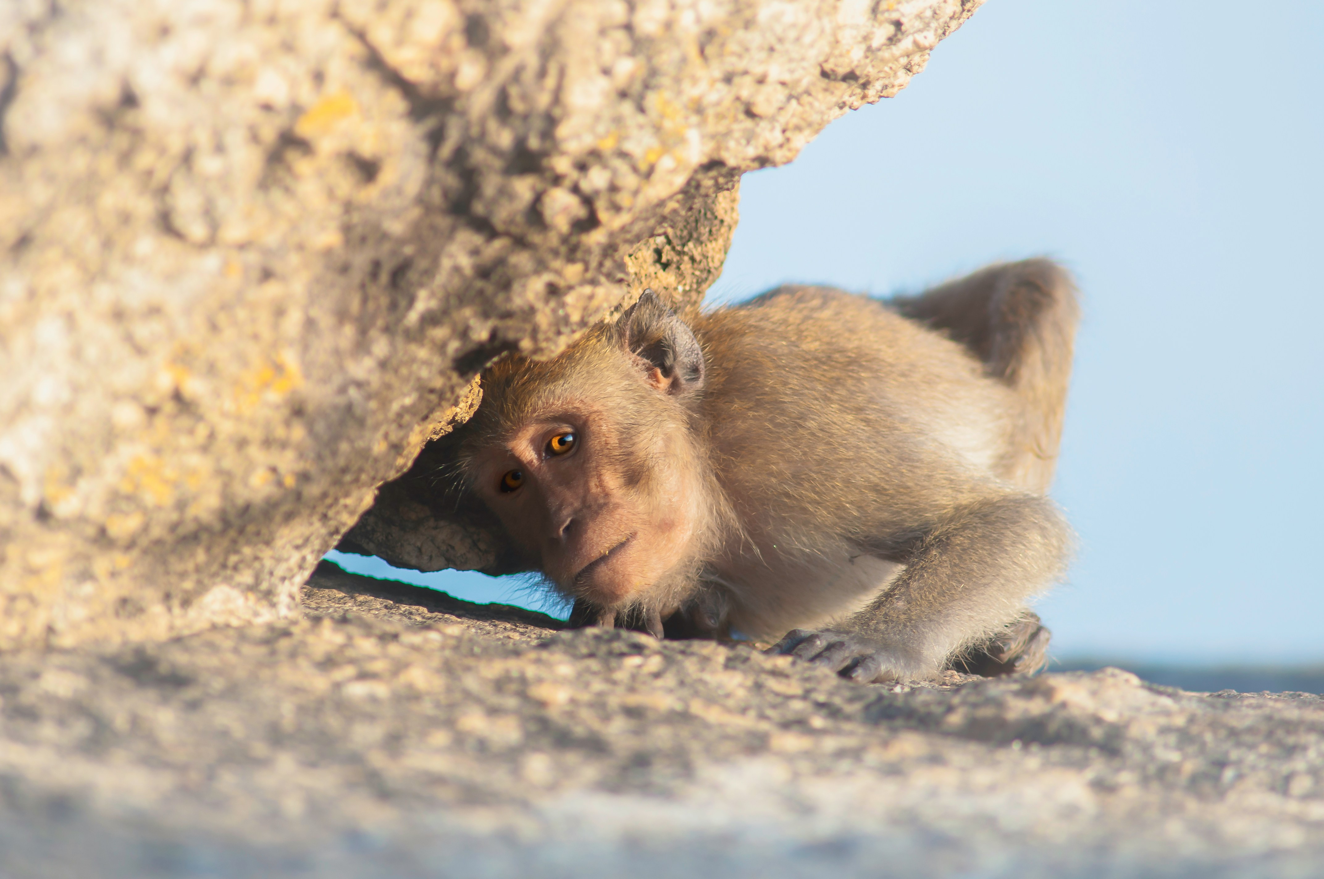 Теория относительности для мозга или загадка многозадачности Теория относительности для мозга или загадка многозадачности