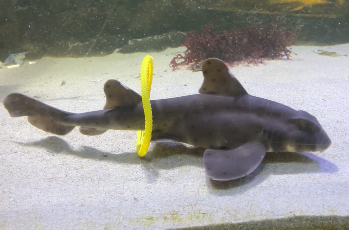 Акулам и скатам понравилось играть с игрушками Акулам и скатам понравилось играть с игрушками