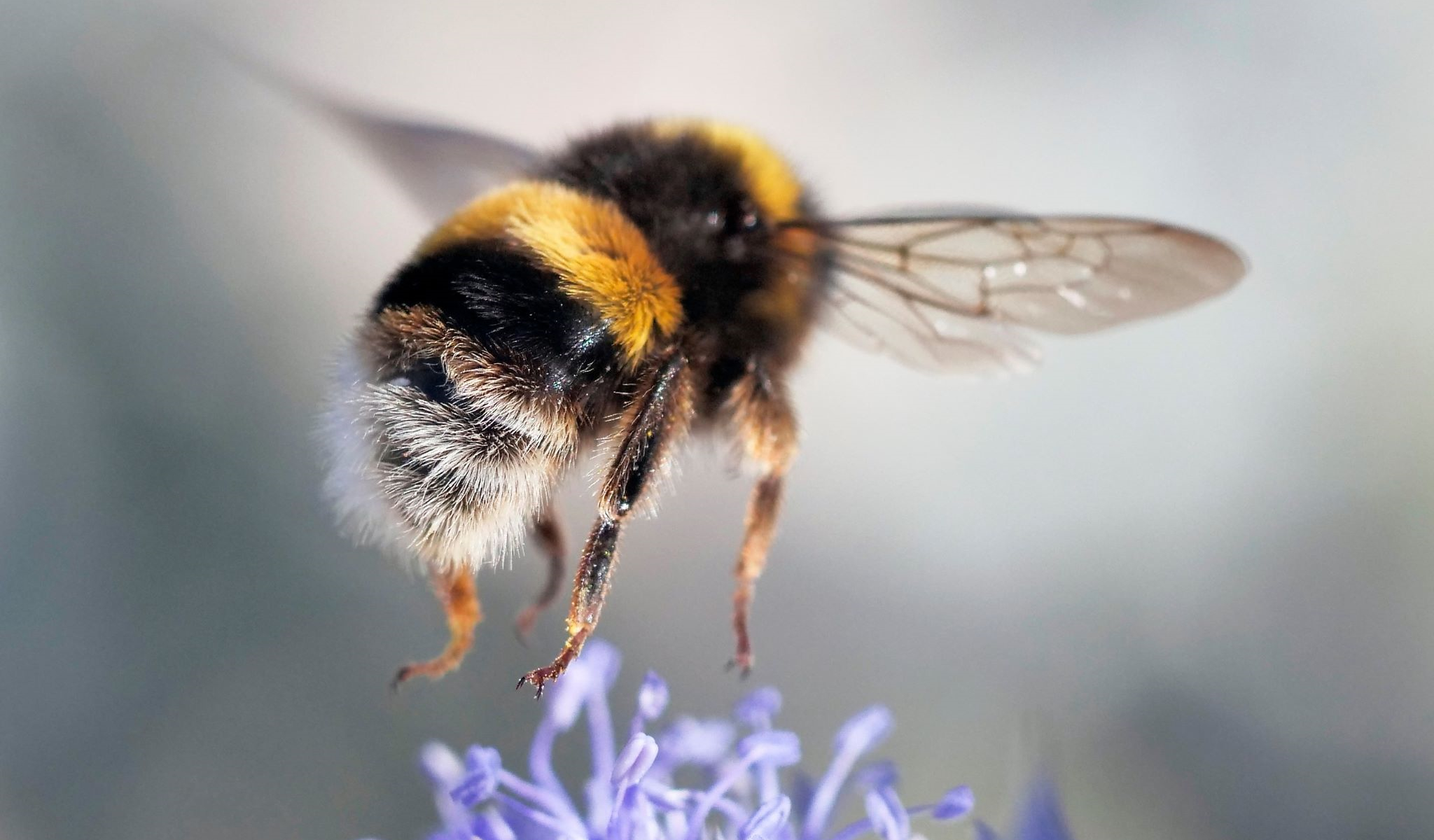 Шмели отличили короткое мигание лампочки от длинного Шмели отличили короткое мигание лампочки от длинного